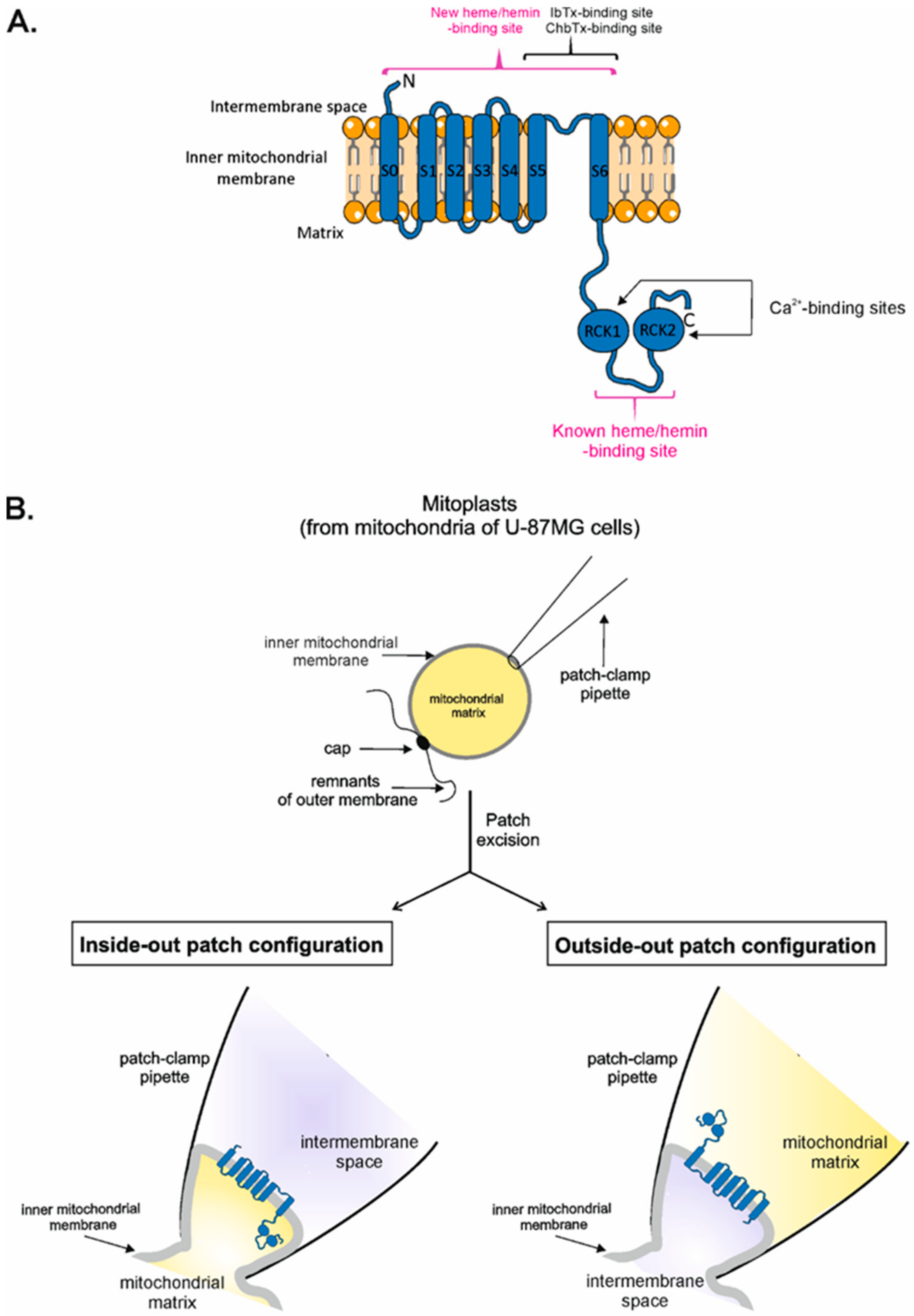 Ijms 23 13391 g001 Ijms 23 13391 g001