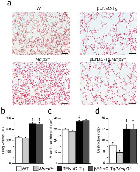 IJMS | Free Full-Text | Genetic Deletion of Mmp9 Does Not Reduce