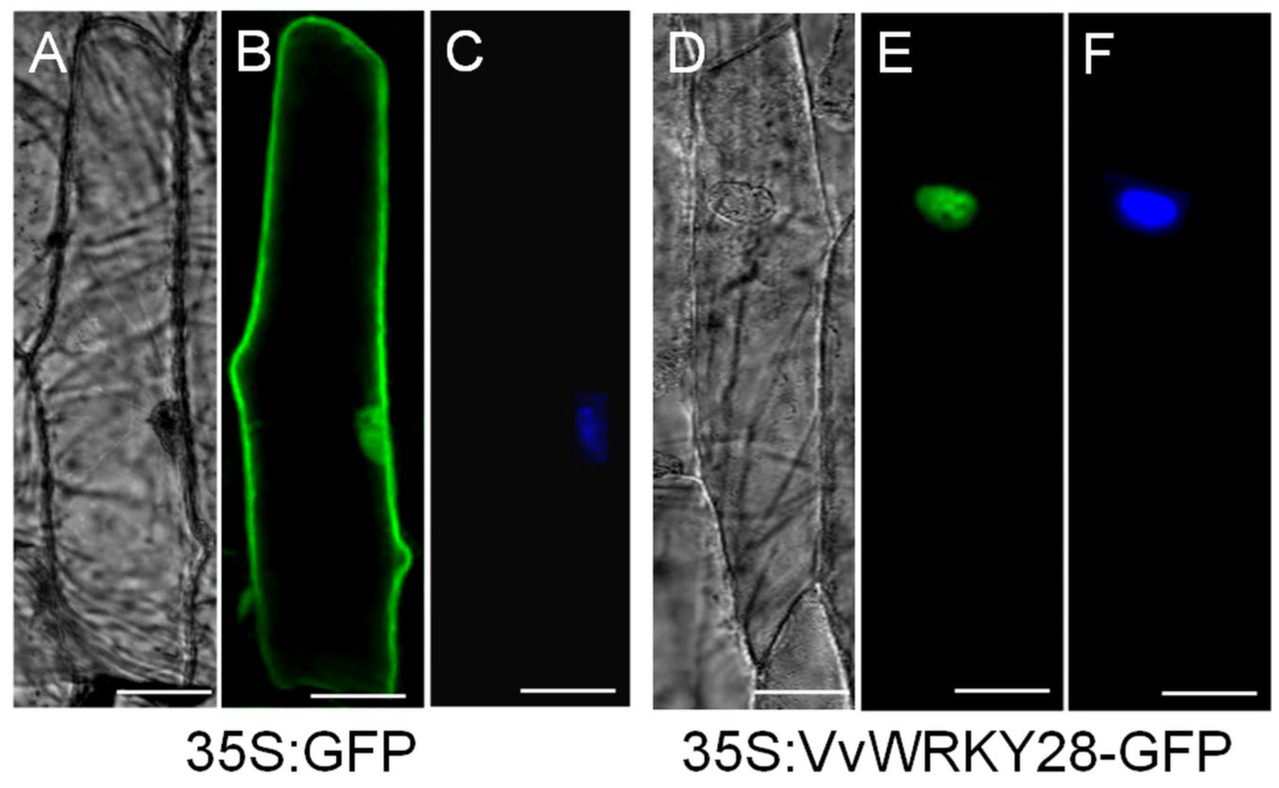 Ijms 23 13418 g002 Ijms 23 13418 g002