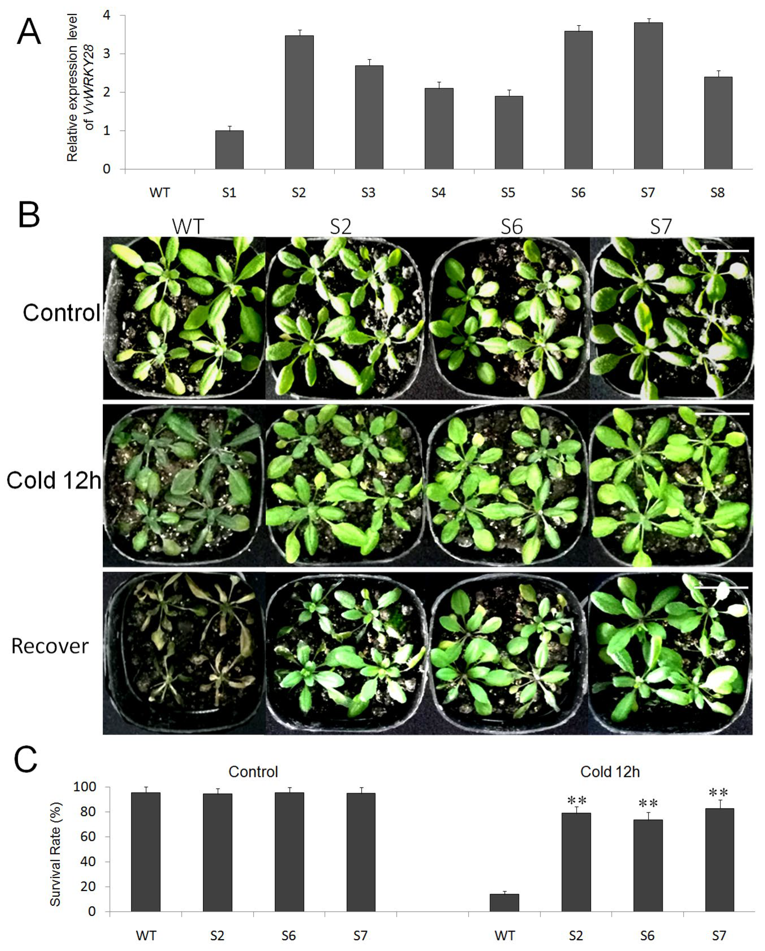 Ijms 23 13418 g004 Ijms 23 13418 g004