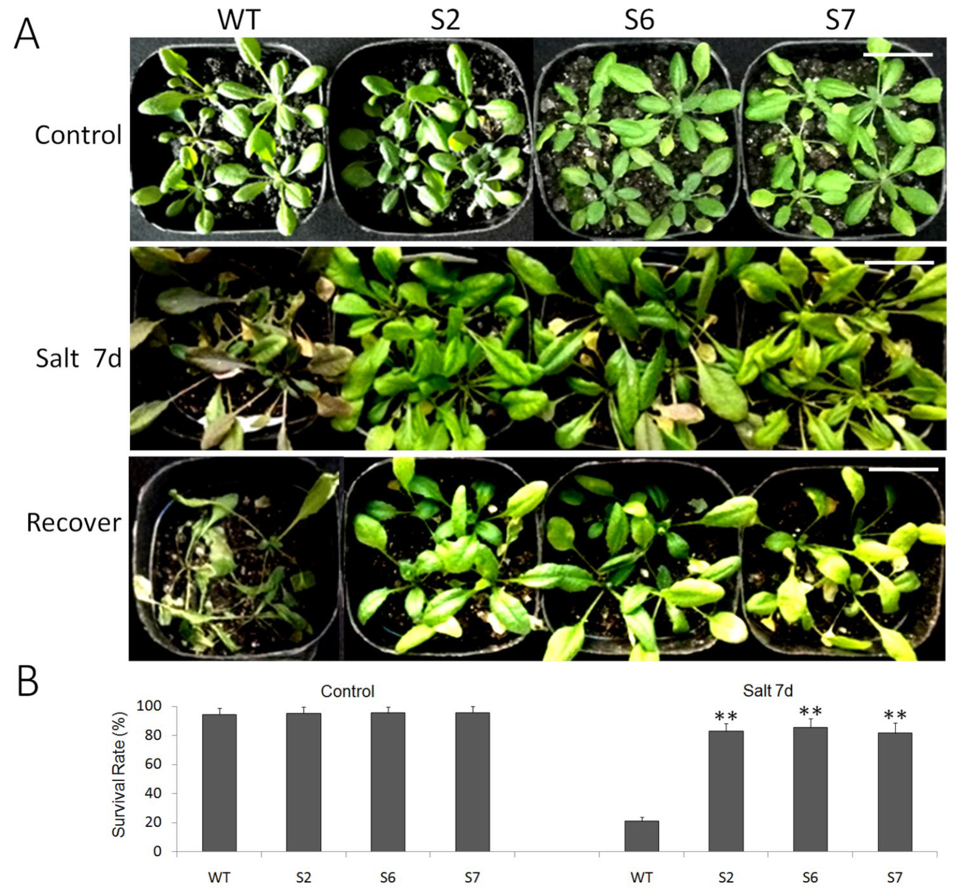 Ijms 23 13418 g007 Ijms 23 13418 g007