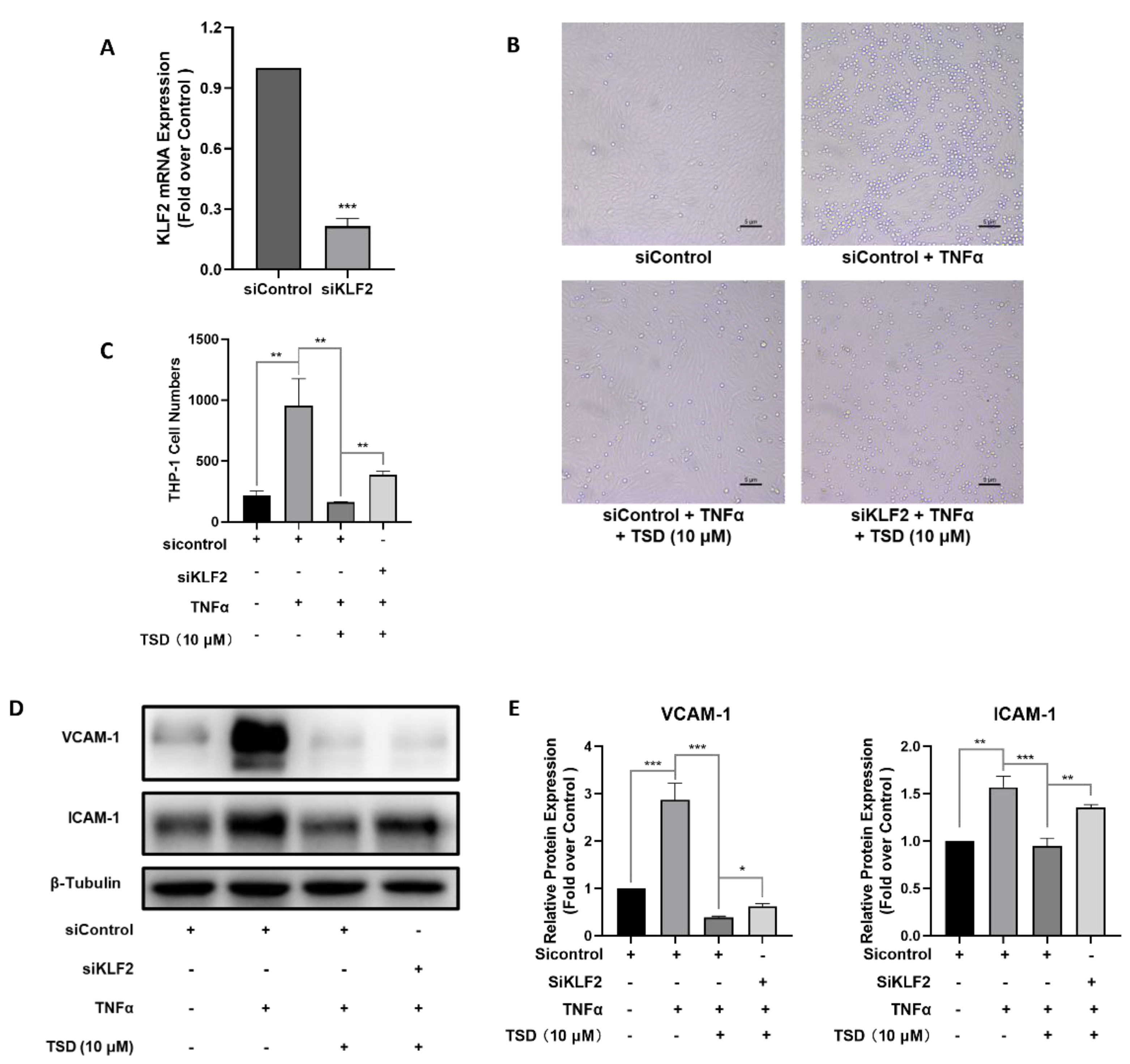 Ijms 23 13477 g003 Ijms 23 13477 g003