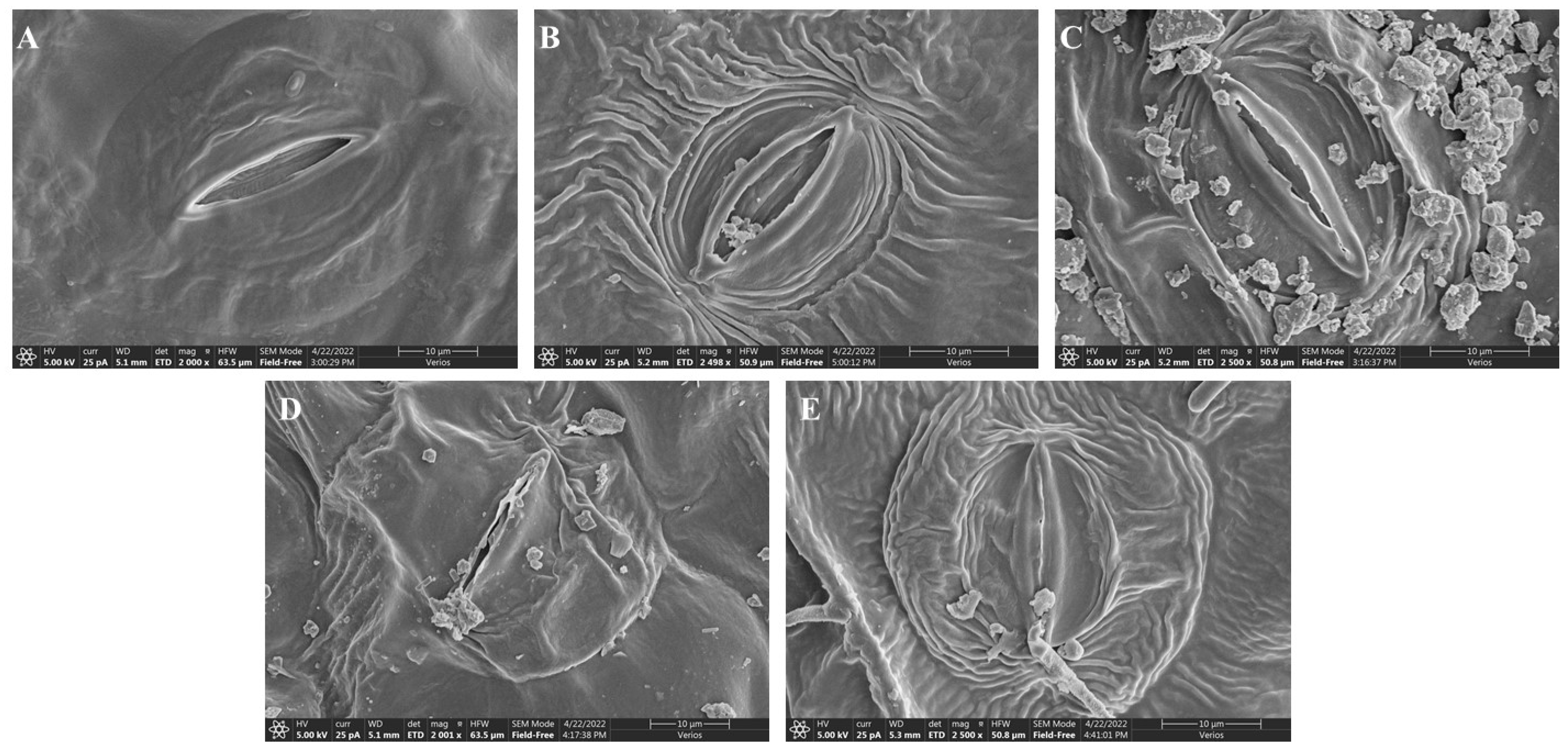 Ijms 23 13496 g004 Ijms 23 13496 g004