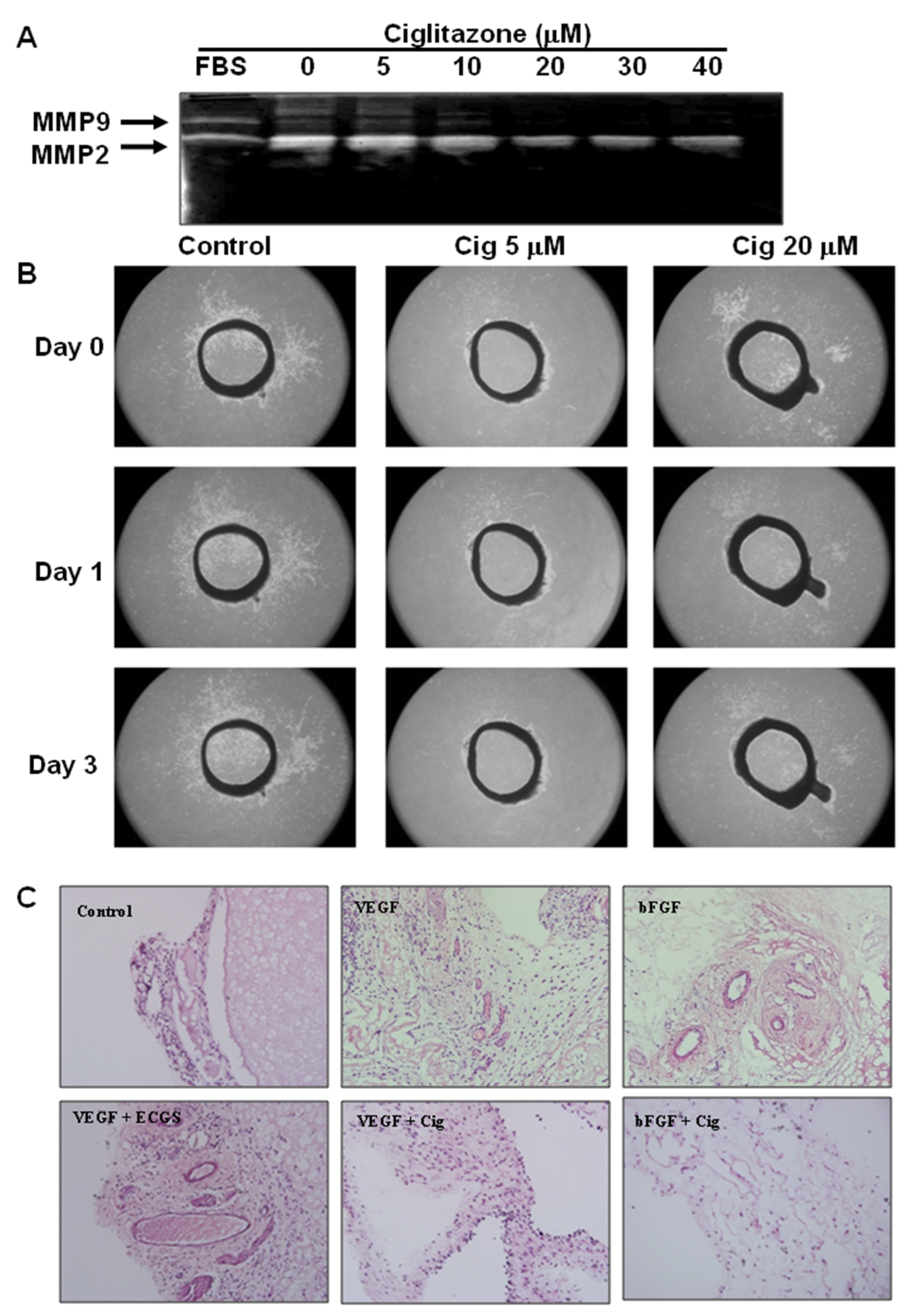 Ijms 23 13510 g003 Ijms 23 13510 g003