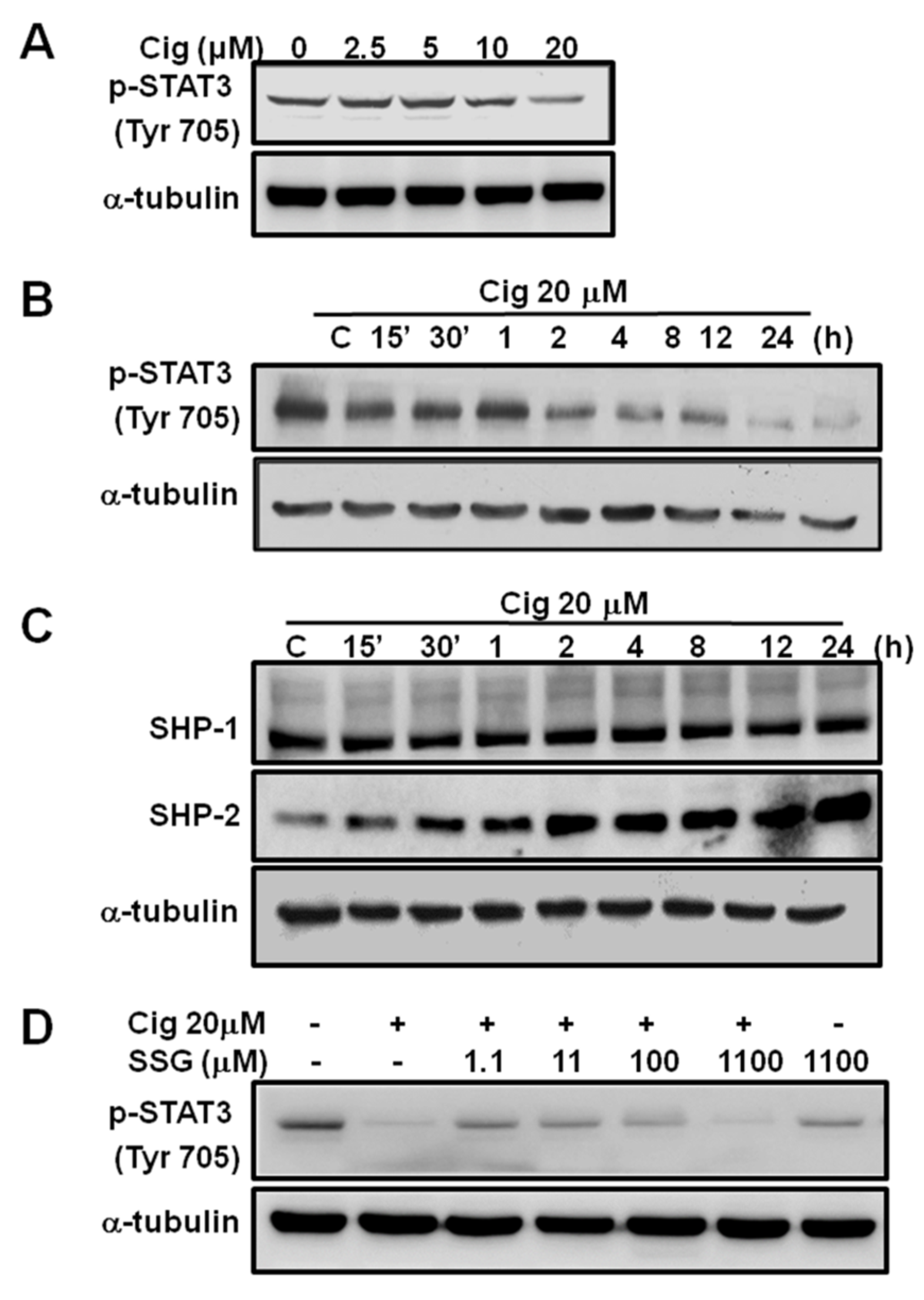 Ijms 23 13510 g004 Ijms 23 13510 g004