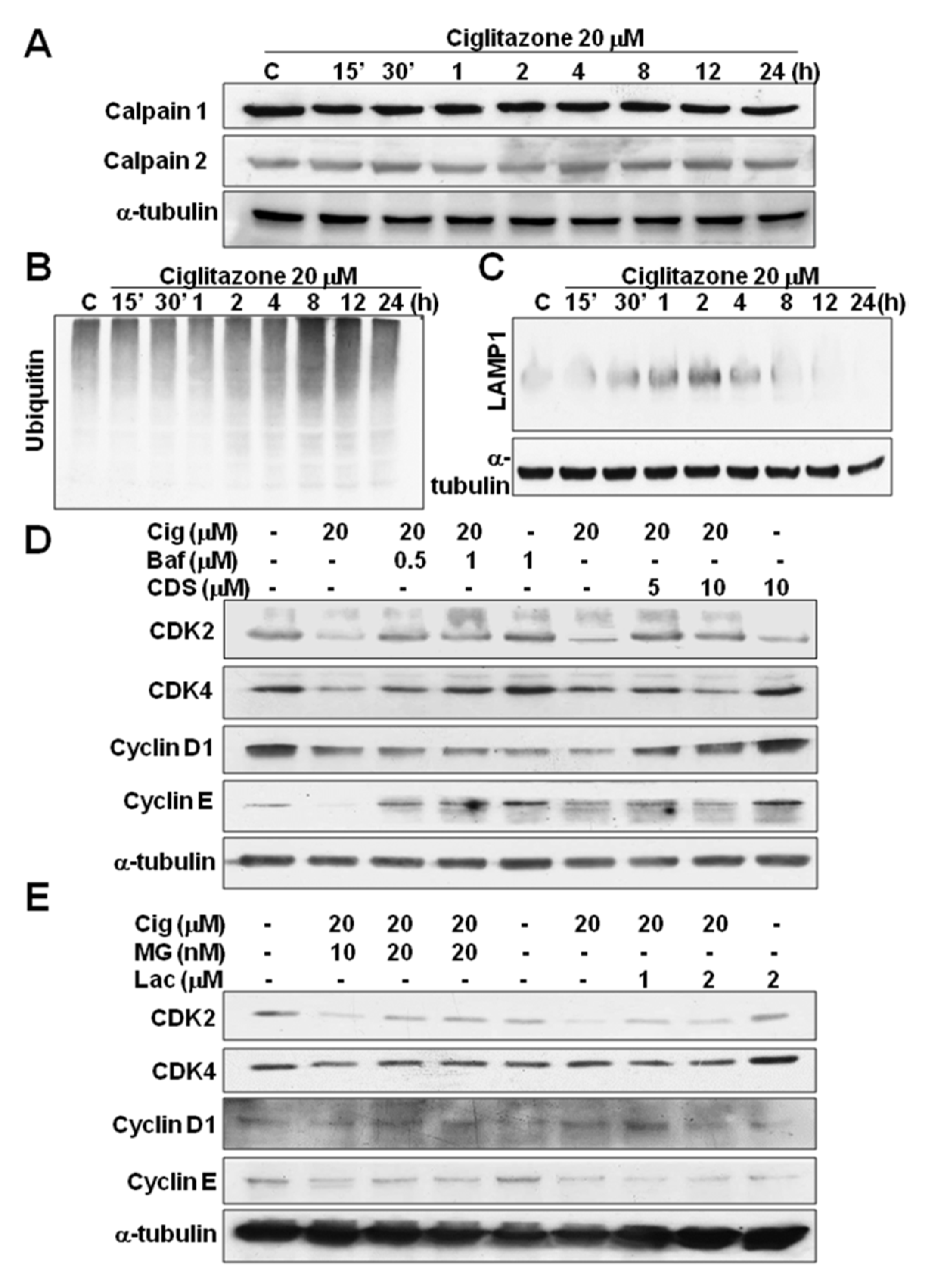 Ijms 23 13510 g007a Ijms 23 13510 g007a