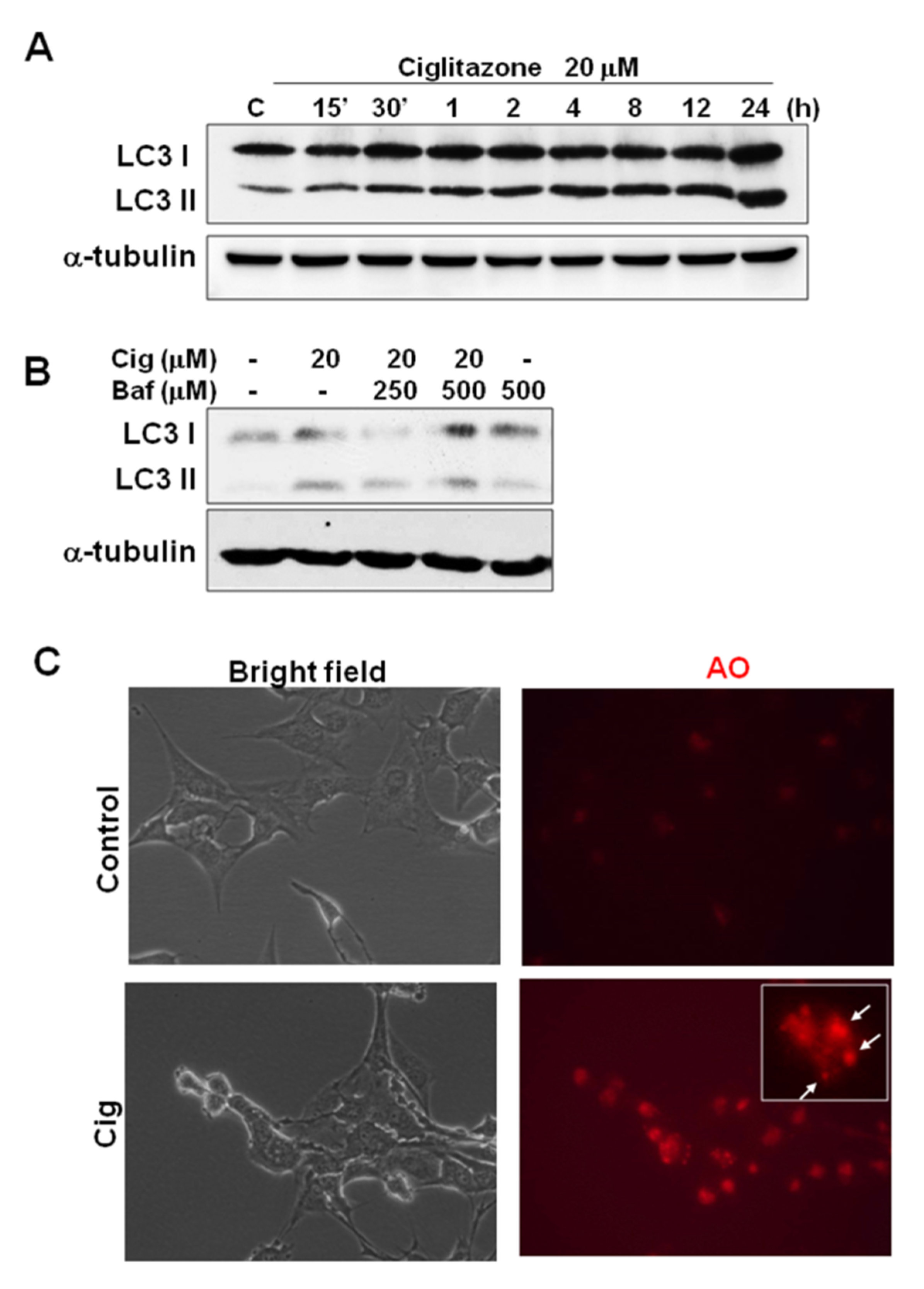 Ijms 23 13510 g008a Ijms 23 13510 g008a