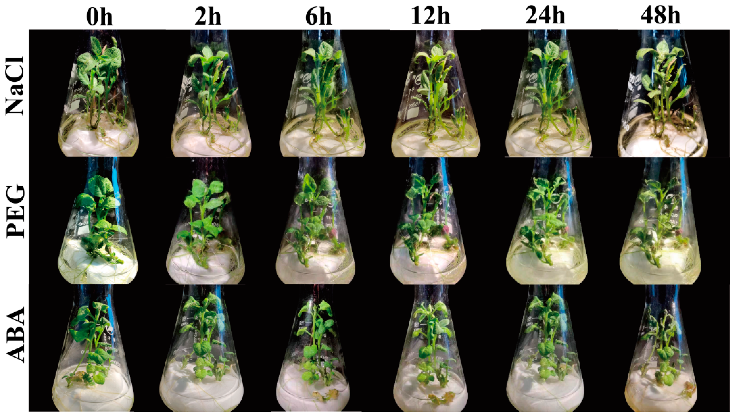 Ijms 23 13518 g010 Ijms 23 13518 g010