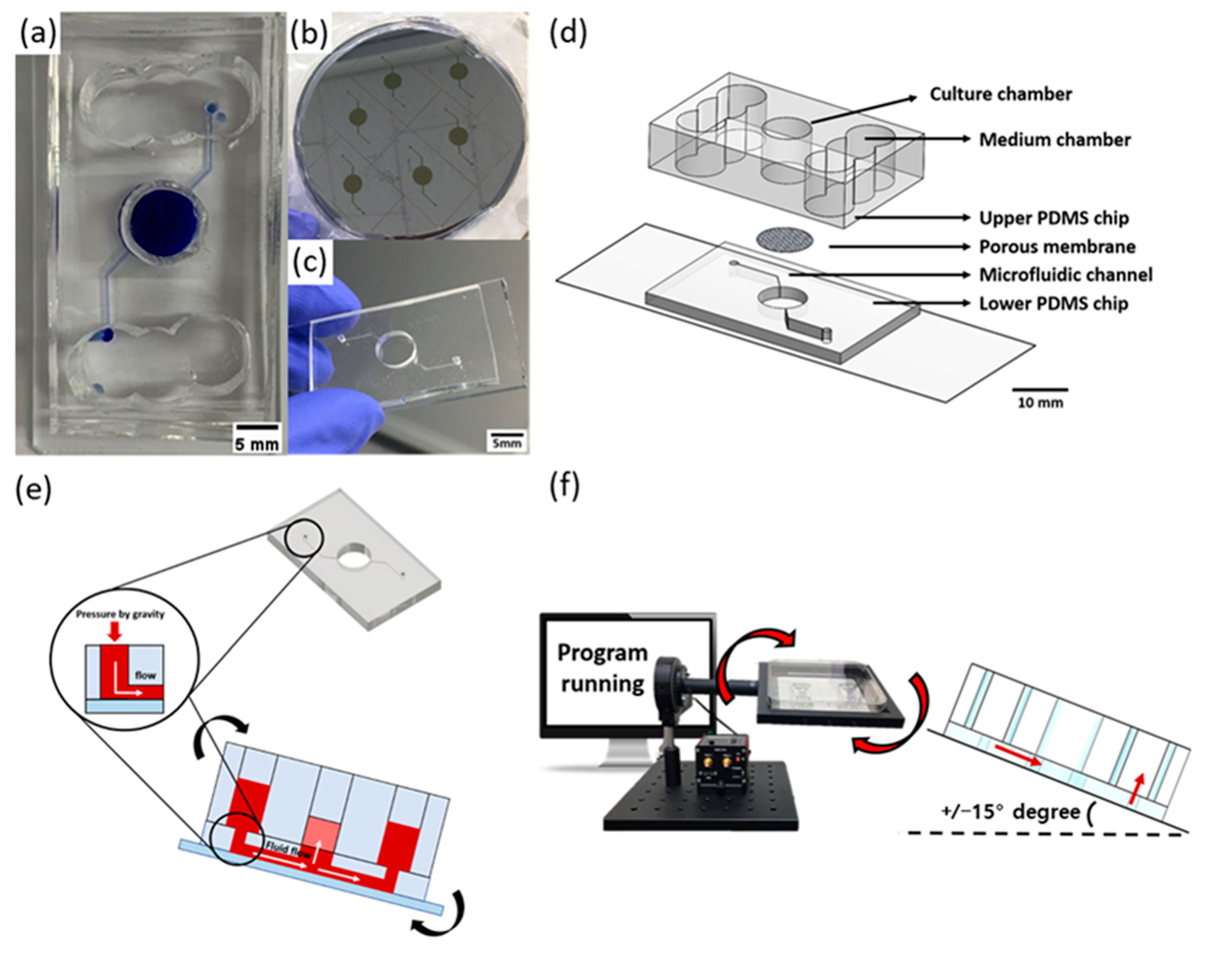 Ijms 23 13520 g006 Ijms 23 13520 g006