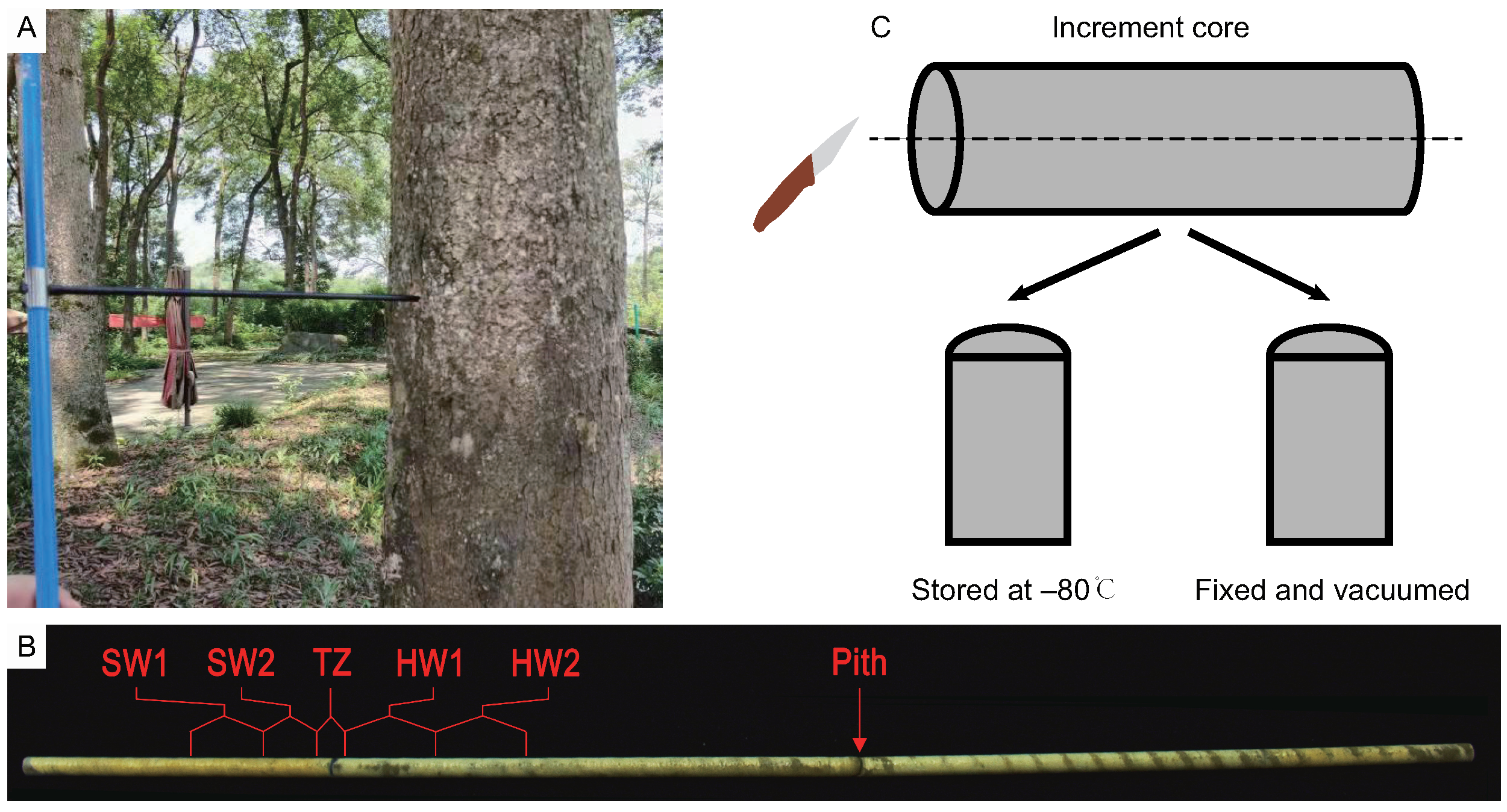 Ijms 23 13569 g008 Ijms 23 13569 g008