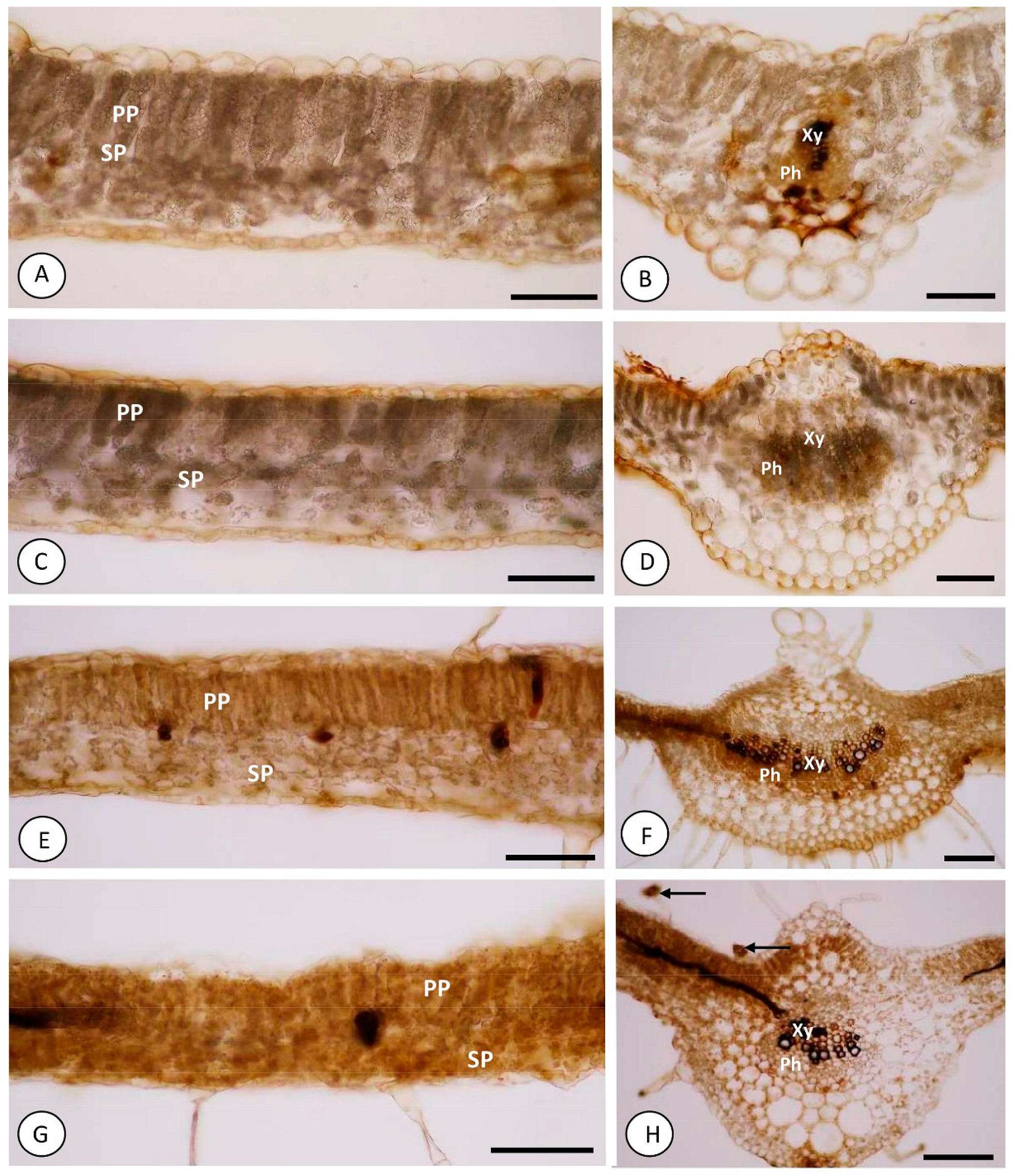 Ijms 23 13571 g003 Ijms 23 13571 g003