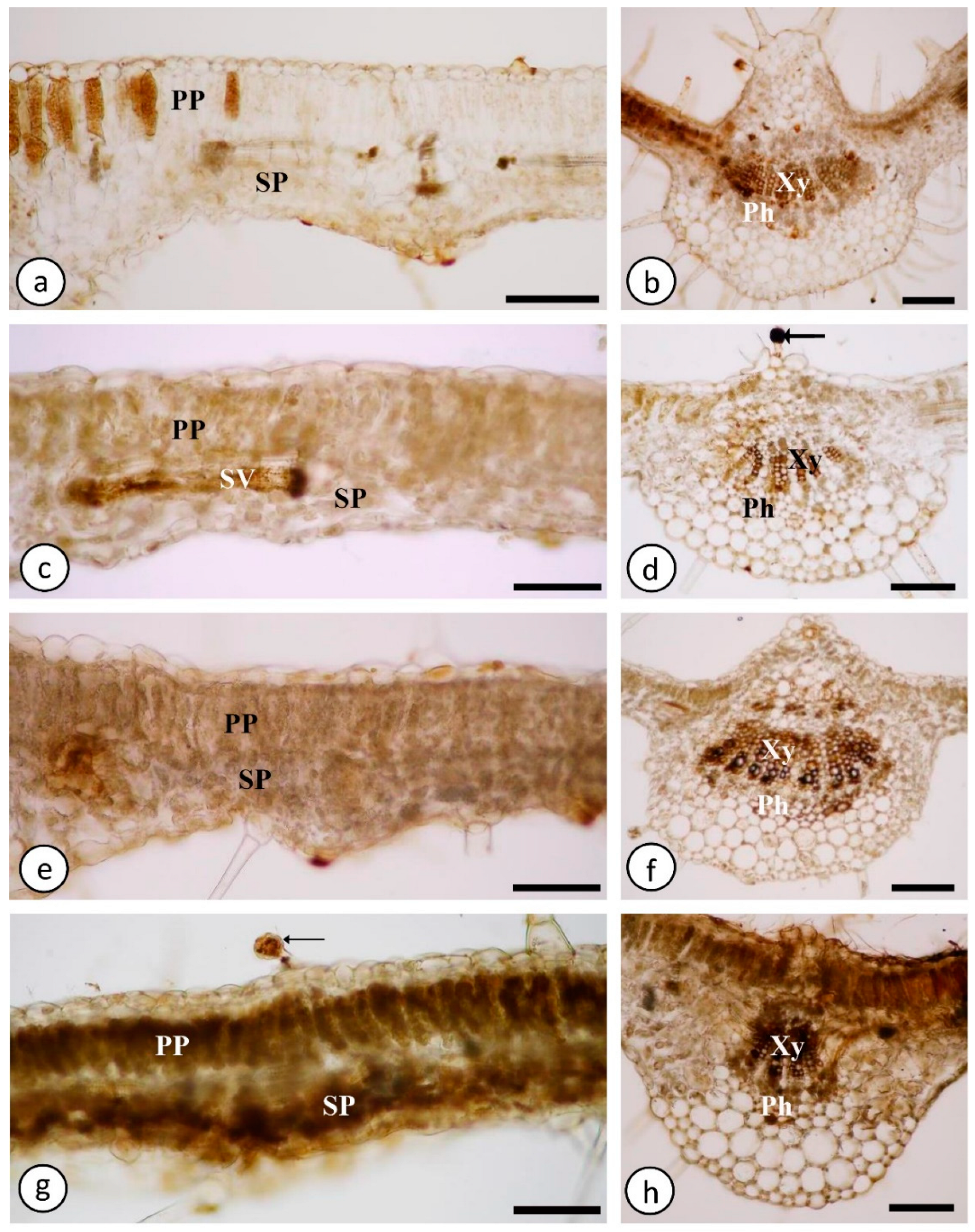 Ijms 23 13571 g004 Ijms 23 13571 g004