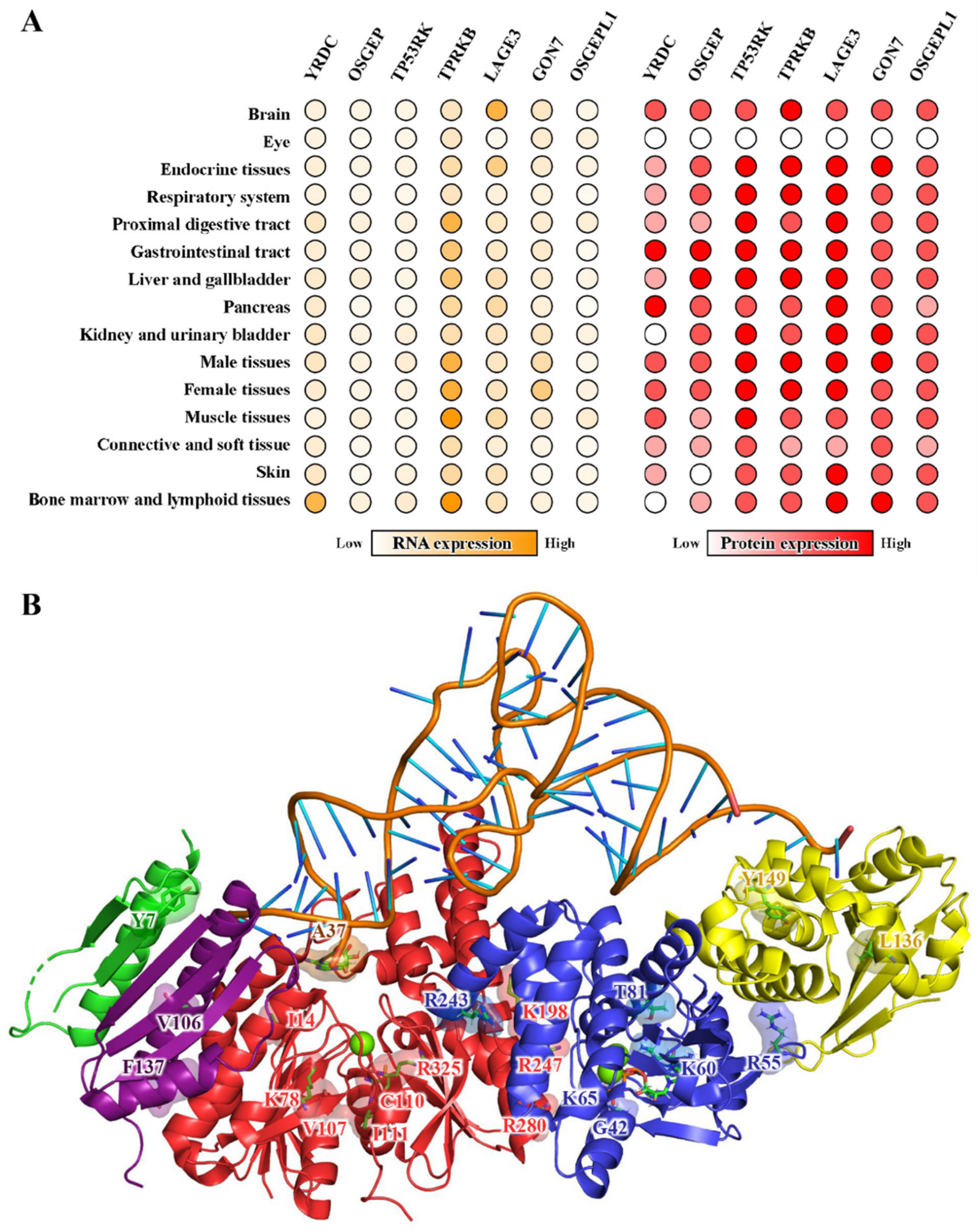 Ijms 23 13600 g003 Ijms 23 13600 g003