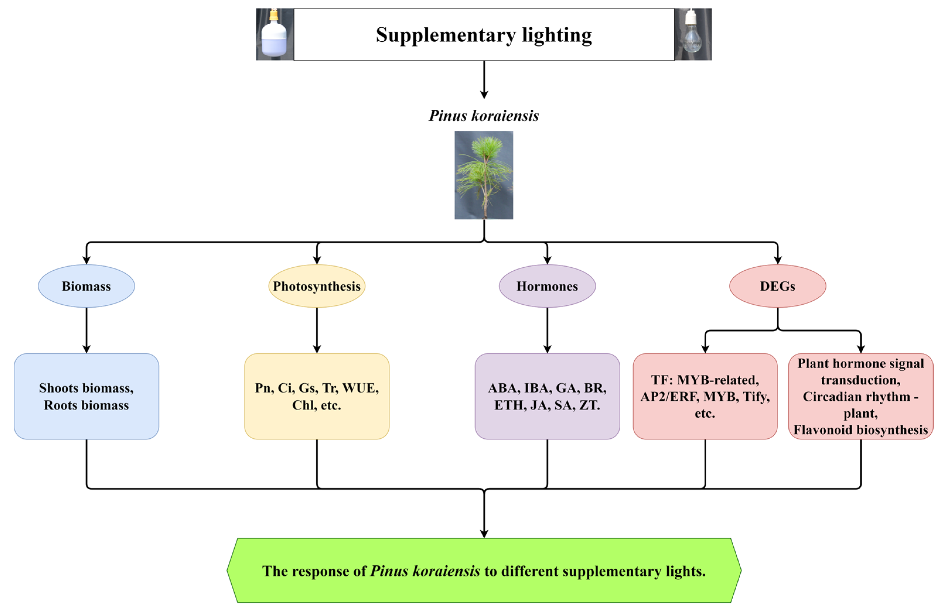 Ijms 23 13608 g012 Ijms 23 13608 g012