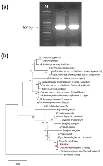 https://www.mdpi.com/ijms/ijms-23-13610/article_deploy/html/images/ijms-23-13610-g001-550.jpg