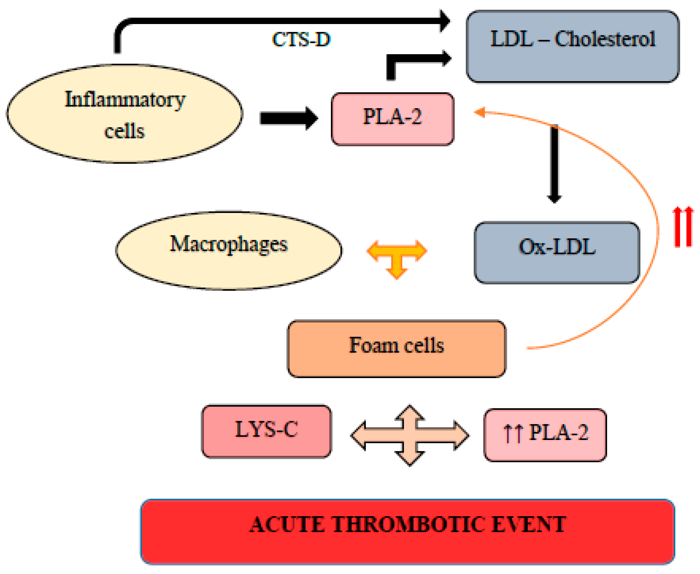 Ijms 23 13638 g003 Ijms 23 13638 g003