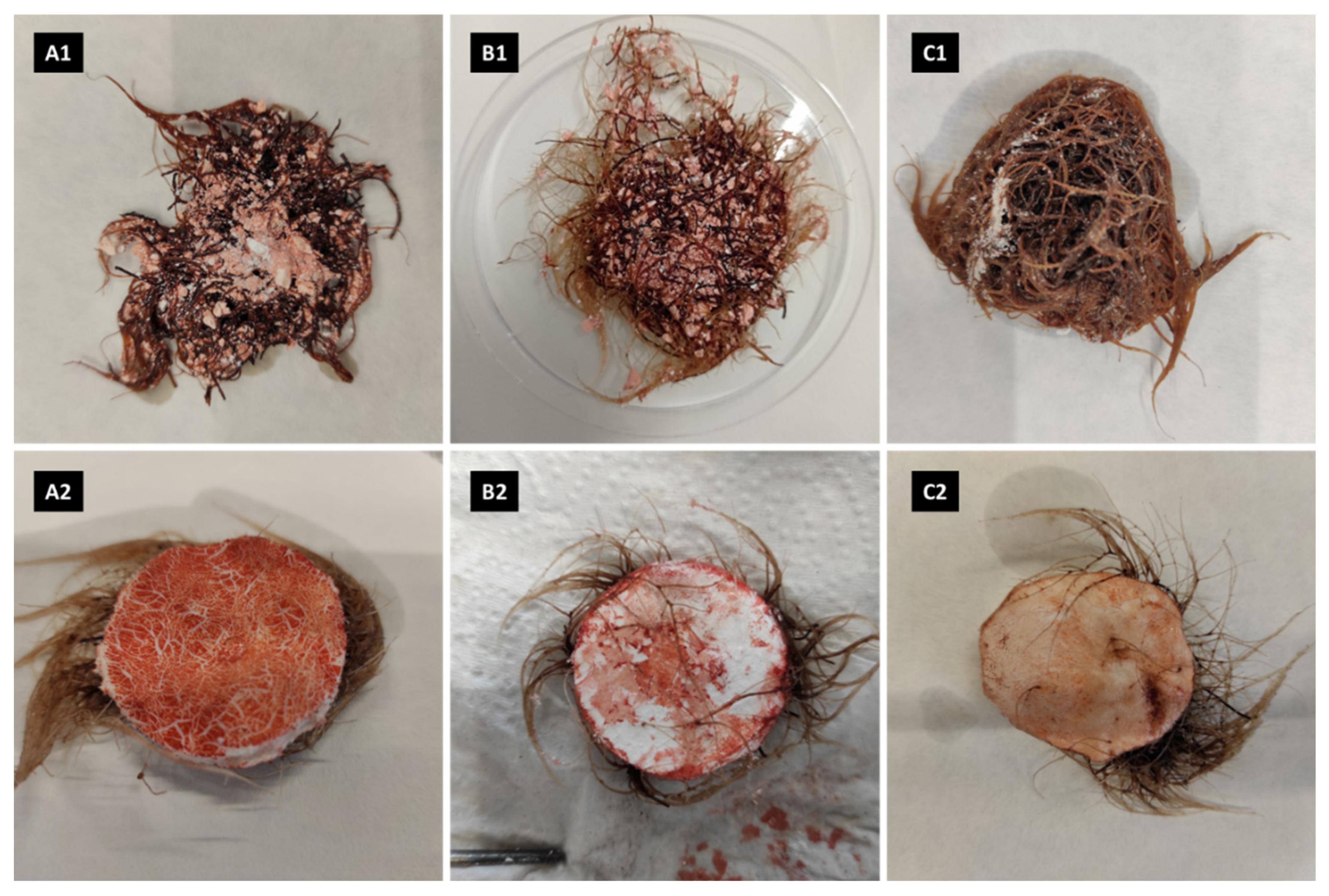 Ijms 23 13669 g005 Ijms 23 13669 g005