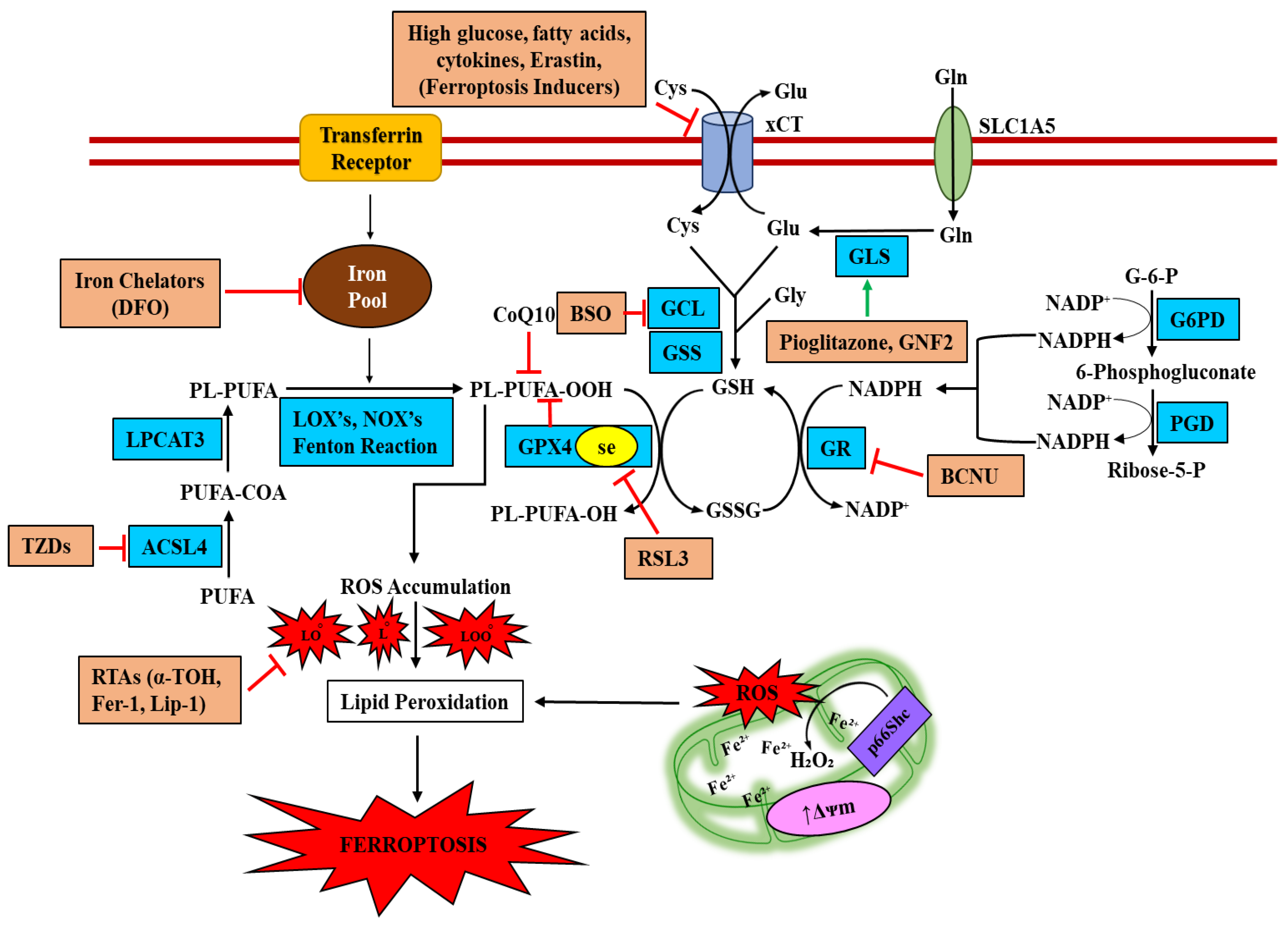 Ijms 23 13679 g002 Ijms 23 13679 g002