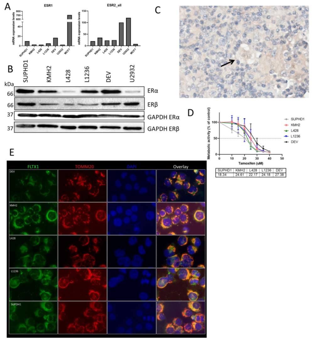 Ijms 23 13751 g002 Ijms 23 13751 g002