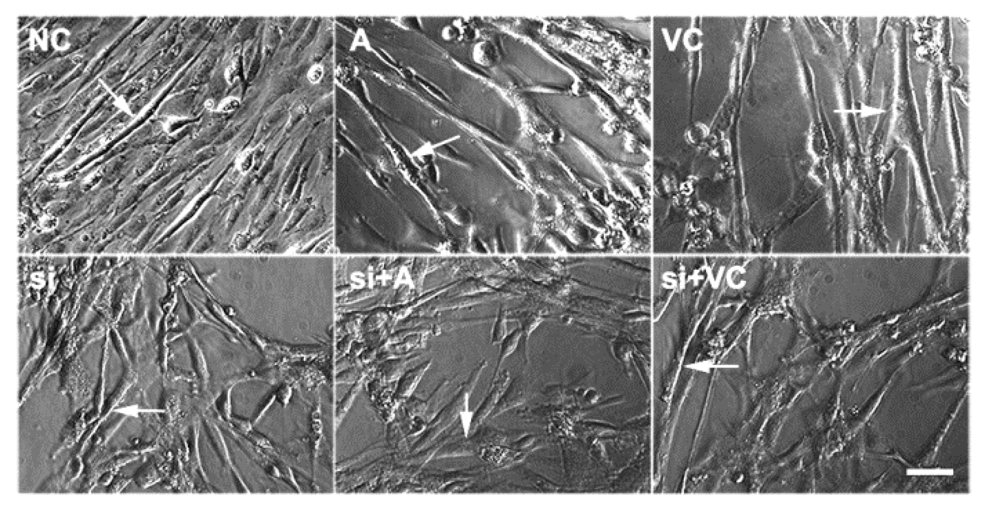 Ijms 23 13758 g002 Ijms 23 13758 g002