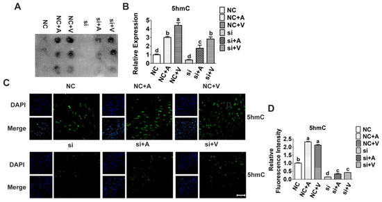 Sodium valproate and 5-aza-2′-deoxycytidine differentially modulate DNA  demethylation in G1 phase-arrested and proliferative HeLa cells