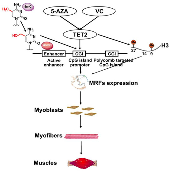 Sodium valproate and 5-aza-2′-deoxycytidine differentially modulate DNA  demethylation in G1 phase-arrested and proliferative HeLa cells