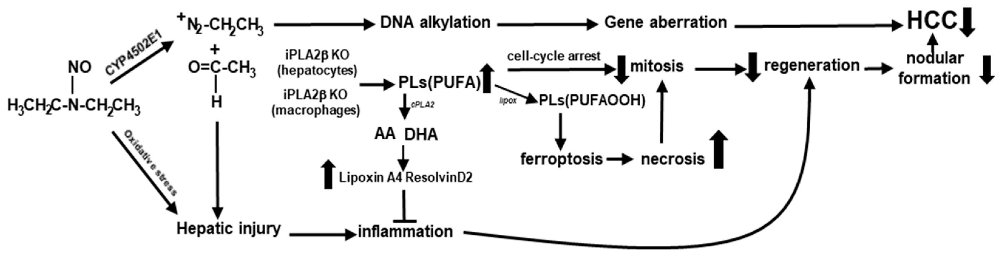 Ijms 23 13760 g004 Ijms 23 13760 g004