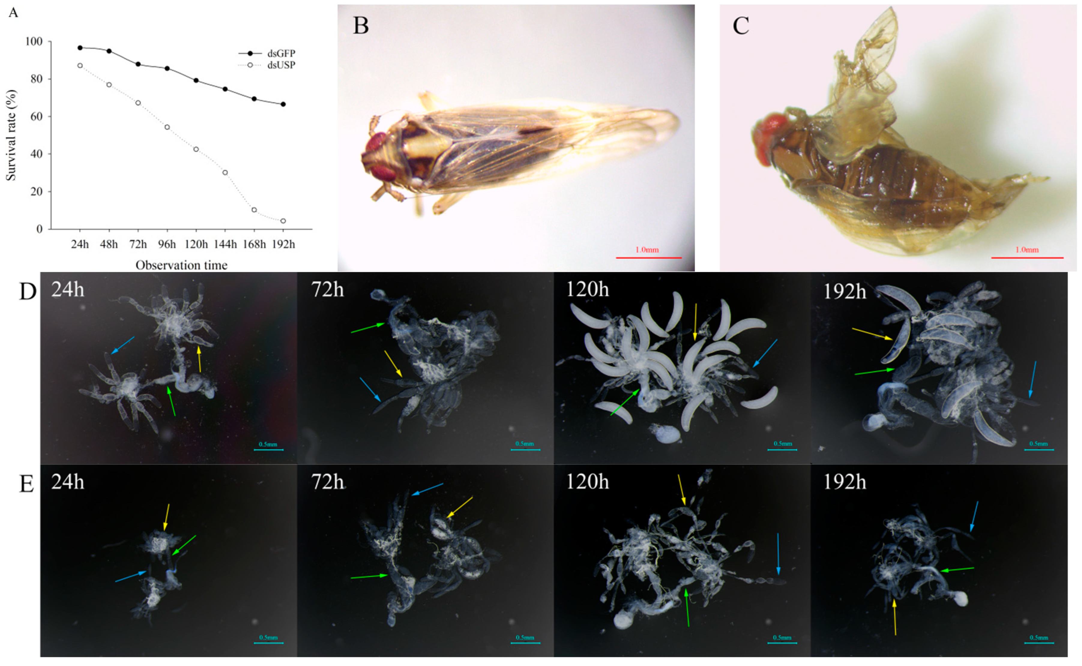 Ijms 23 13769 g004 Ijms 23 13769 g004