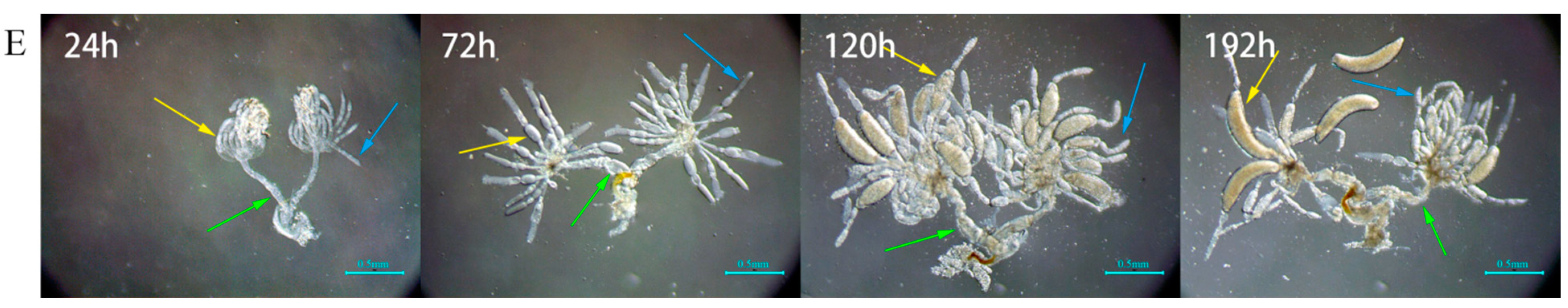 Ijms 23 13769 g006b Ijms 23 13769 g006b