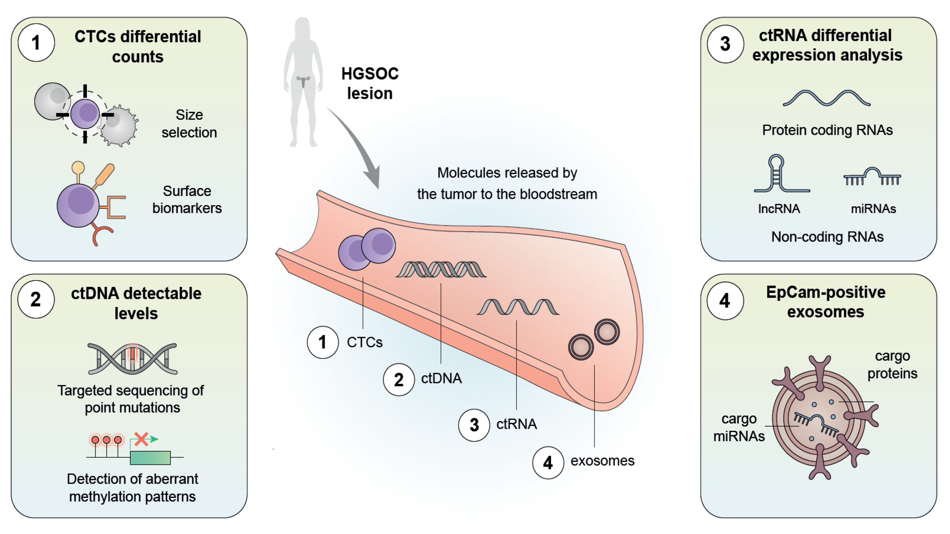 Ijms 23 13777 g003 Ijms 23 13777 g003