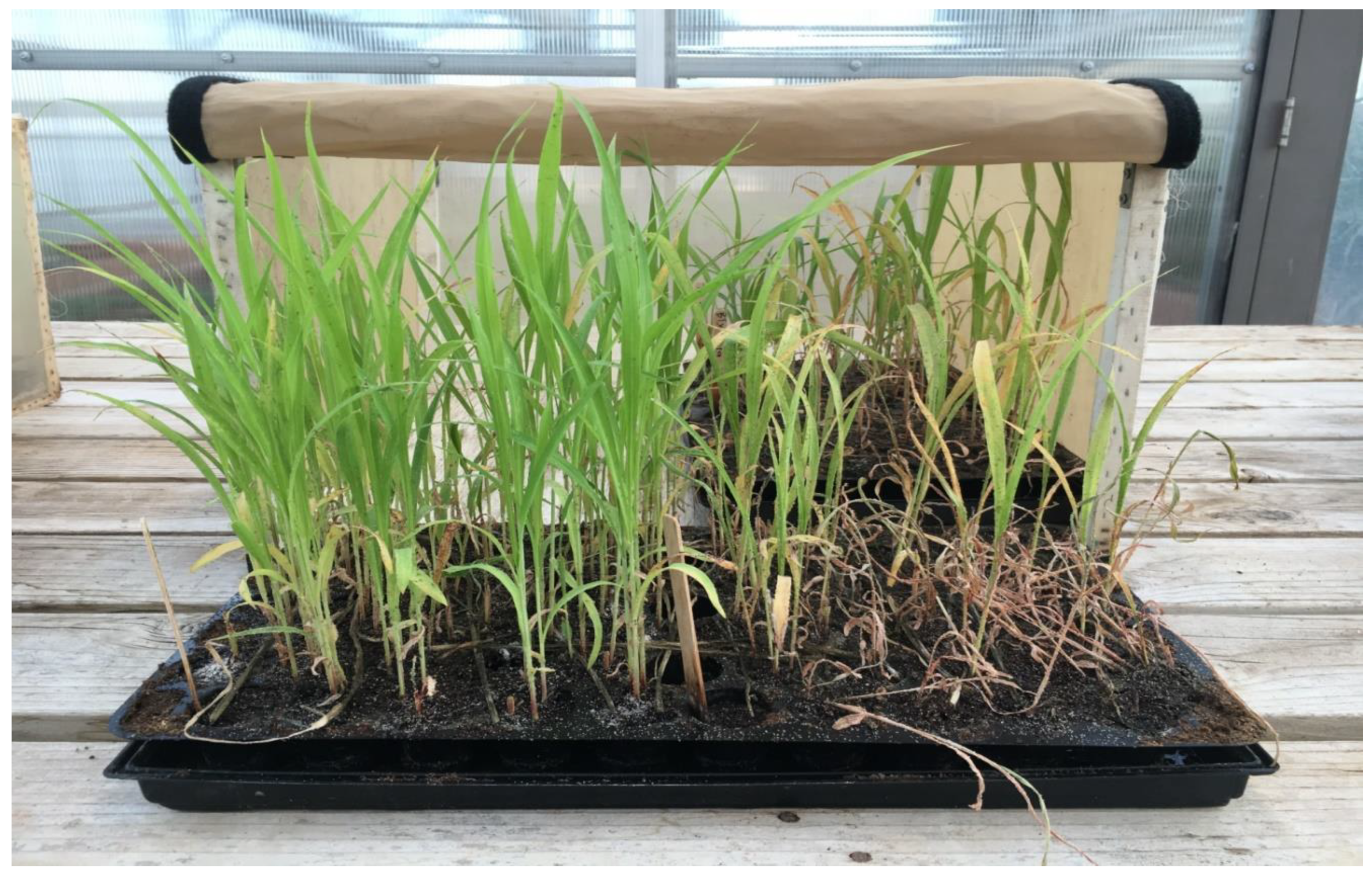 Ijms 23 13782 g002 Ijms 23 13782 g002