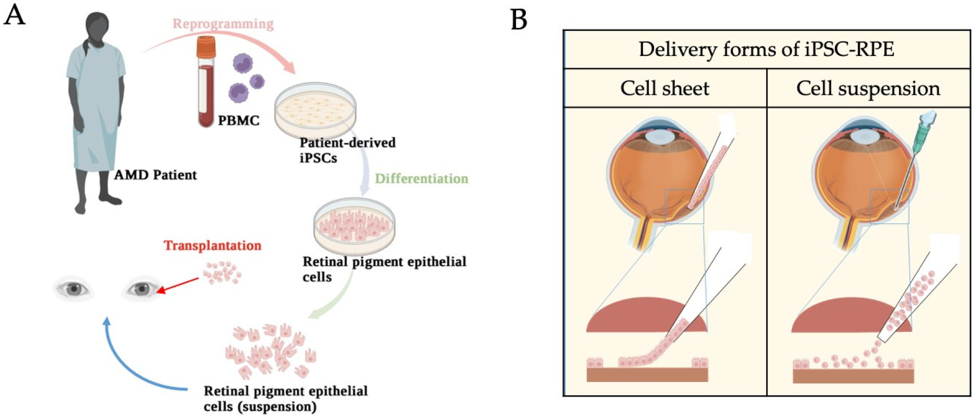 C-Stem™ technology: Scaling-up iPS-derived cell therapy