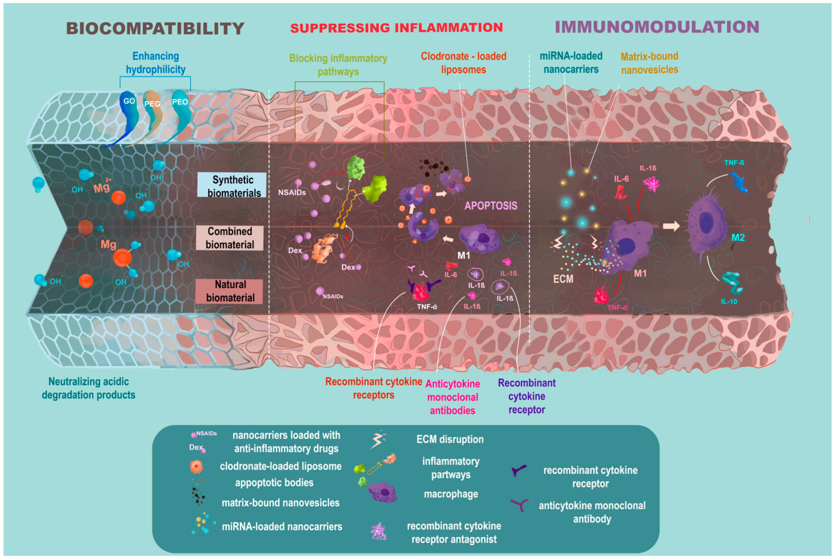 IJMS | Free Full-Text | Targeting Inflammation and Regeneration: Scaffolds,  Extracellular Vesicles, and Nanotechnologies as Cell-Free Dual-Target  Therapeutic Strategies