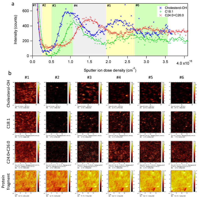 Ijms 23 13799 g003 Ijms 23 13799 g003