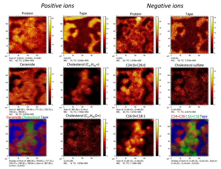 Ijms 23 13799 g004 Ijms 23 13799 g004