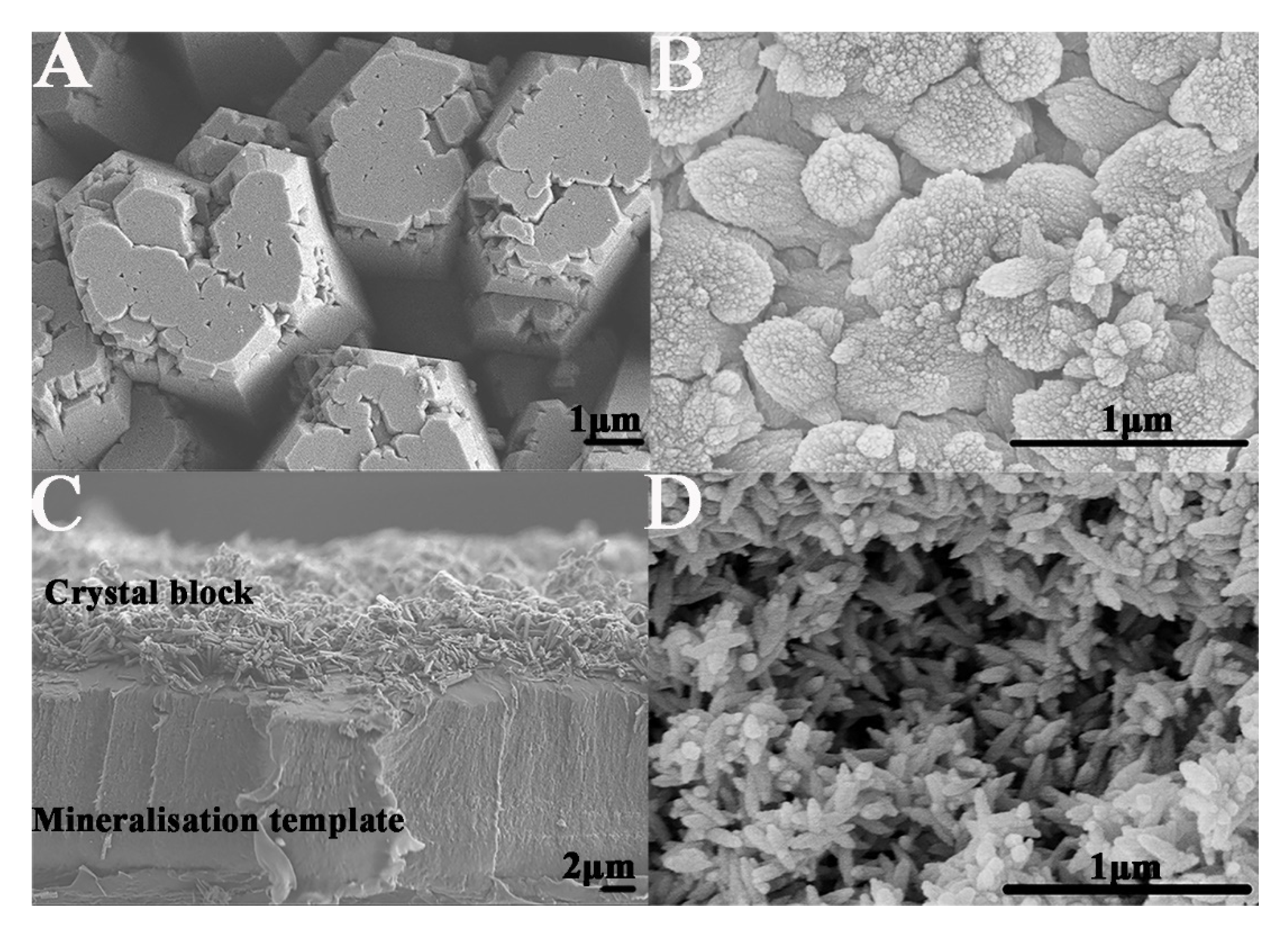 Ijms 23 13810 g003 Ijms 23 13810 g003