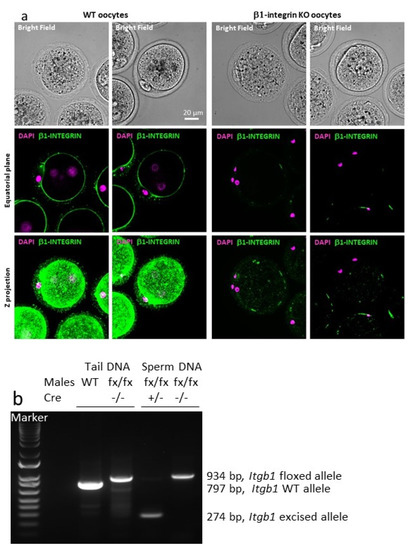 IJMS | Free Full-Text | Fertilization, but Not Post-Implantation  Development, Can Occur in the Absence of Sperm and Oocyte Beta1 Integrin in  Mice