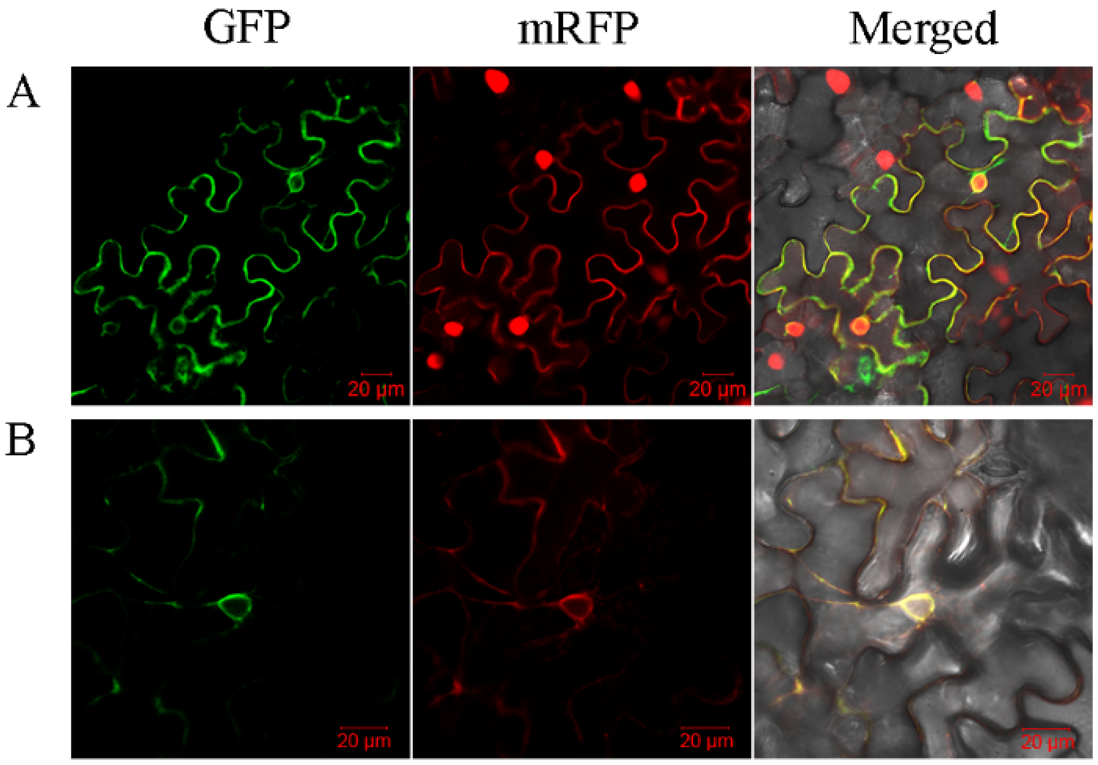 Ijms 23 13855 g005 Ijms 23 13855 g005