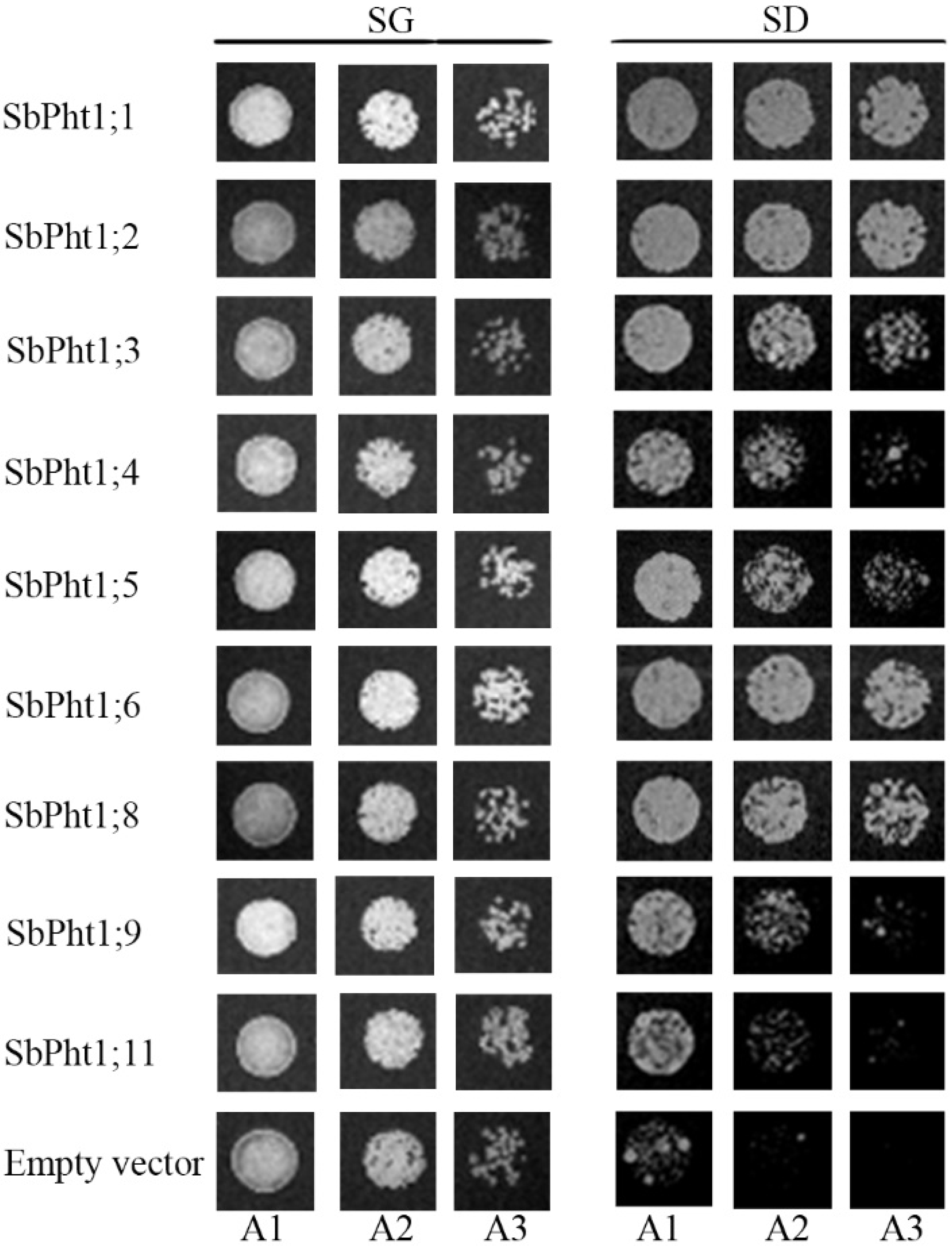 Ijms 23 13855 g006 Ijms 23 13855 g006