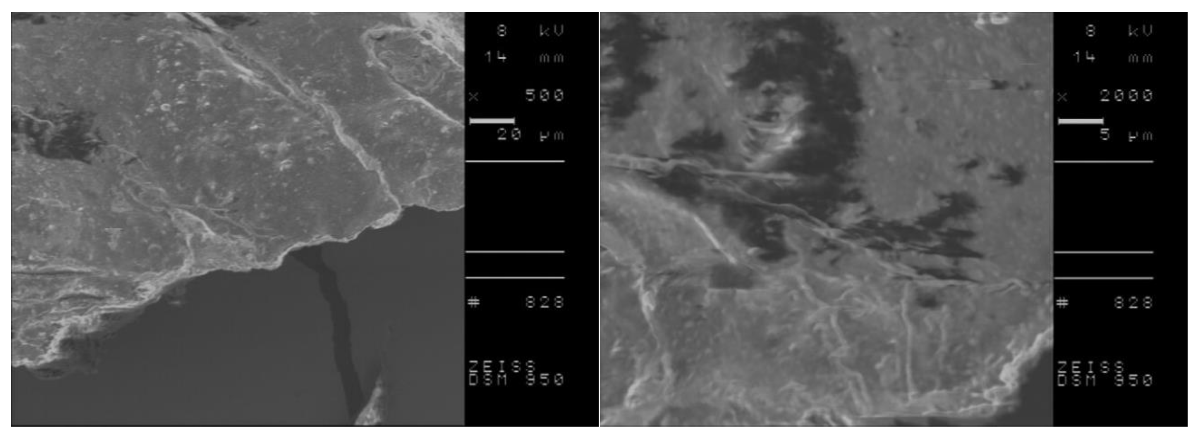 Ijms 23 13863 g007b Ijms 23 13863 g007b