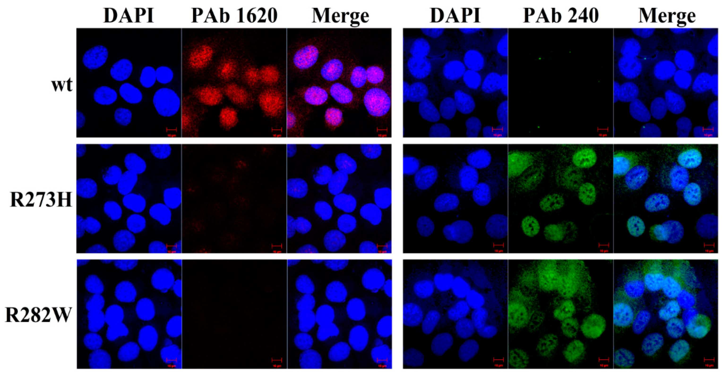 Ijms 23 13867 g002 Ijms 23 13867 g002