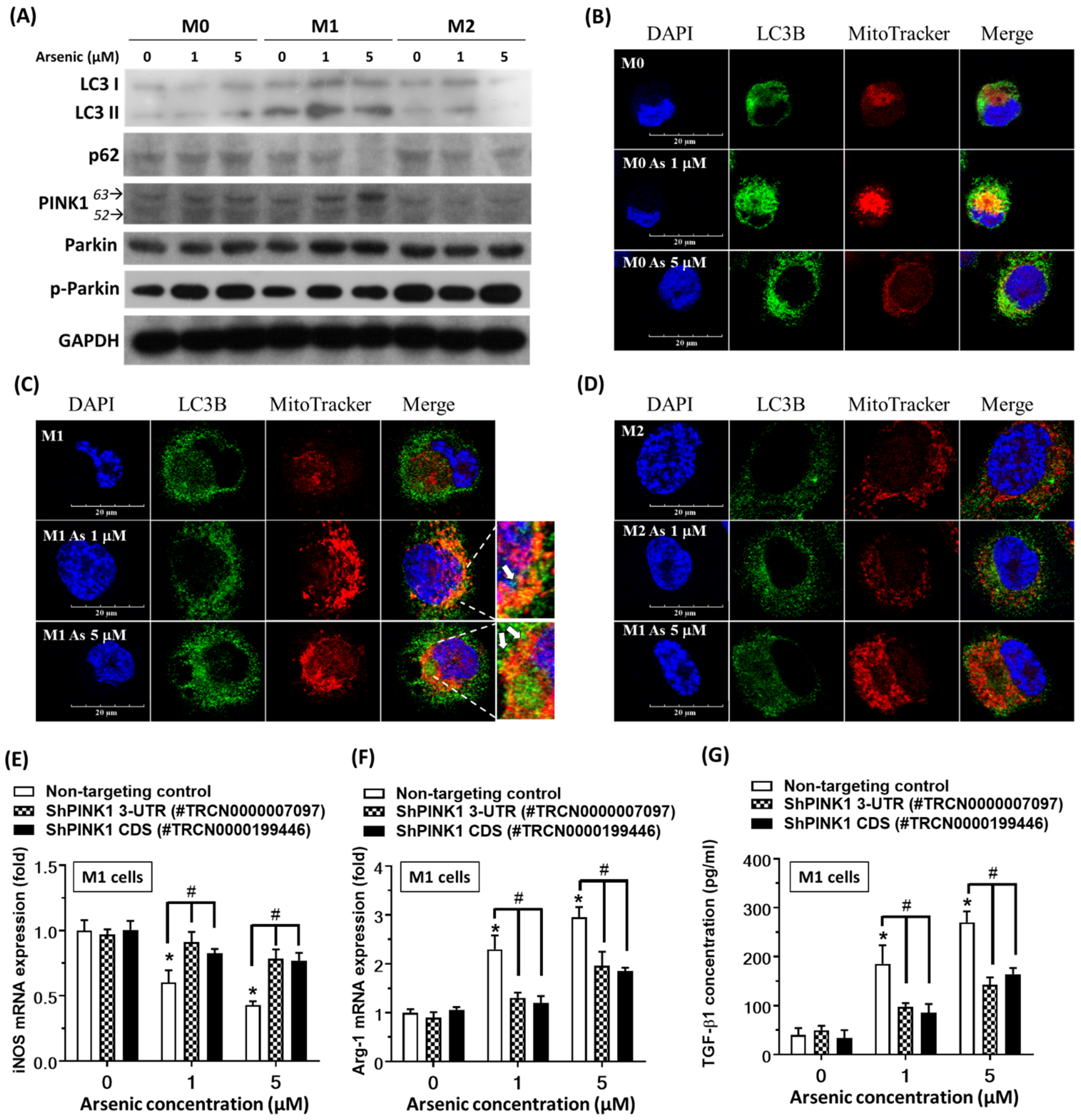 IJMS | Free Full-Text | Arsenic Induces M2 Macrophage Polarization and  Shifts M1/M2 Cytokine Production via Mitophagy