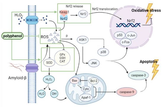 https://www.mdpi.com/ijms/ijms-23-13886/article_deploy/html/images/ijms-23-13886-g002-550.jpg