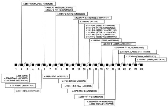 IJMS | Free Full-Text | Predicting Dihydropyrimidine Dehydrogenase