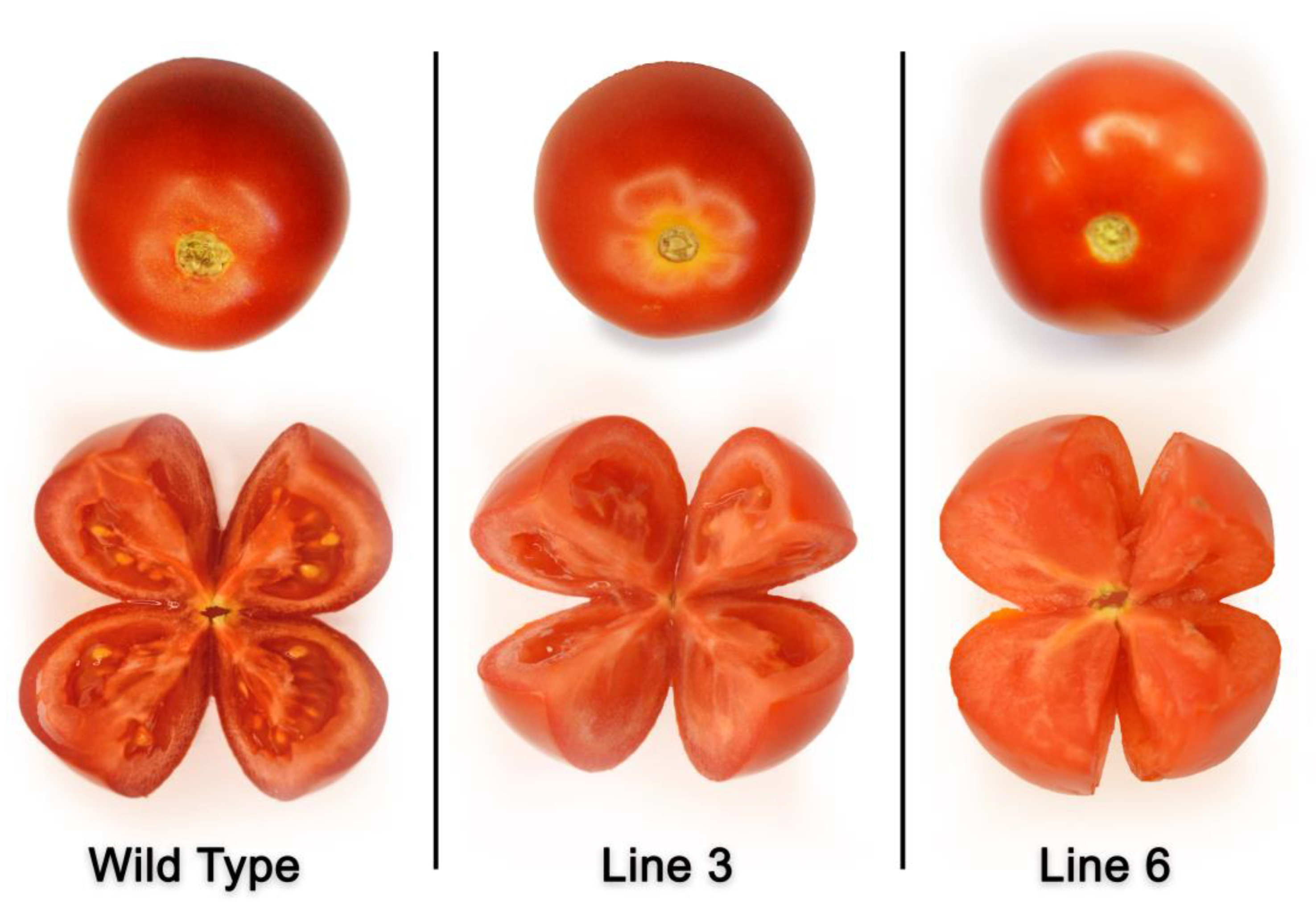 Ijms 23 13963 g005 Ijms 23 13963 g005