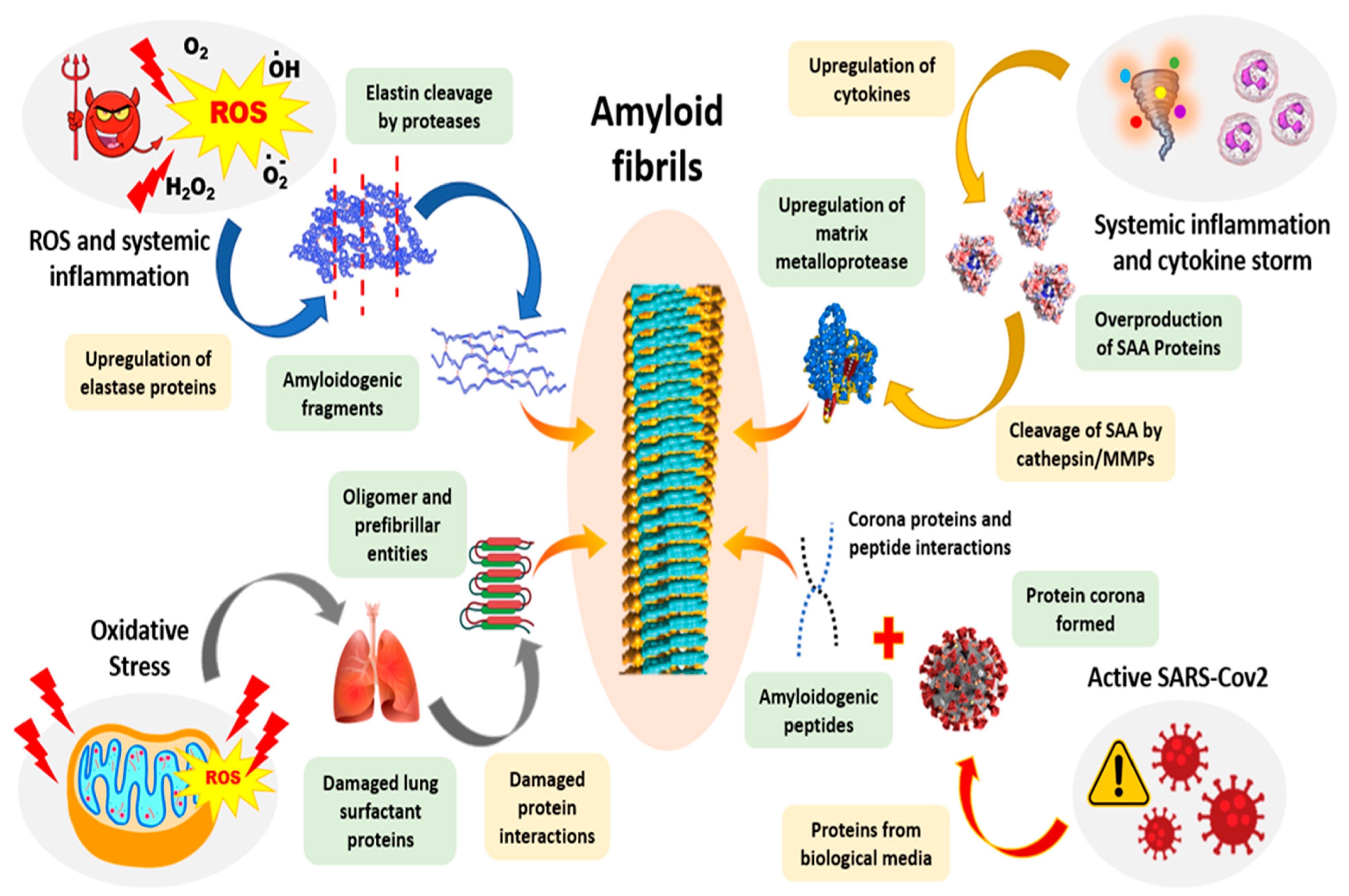 Ijms 23 13970 g010 Ijms 23 13970 g010