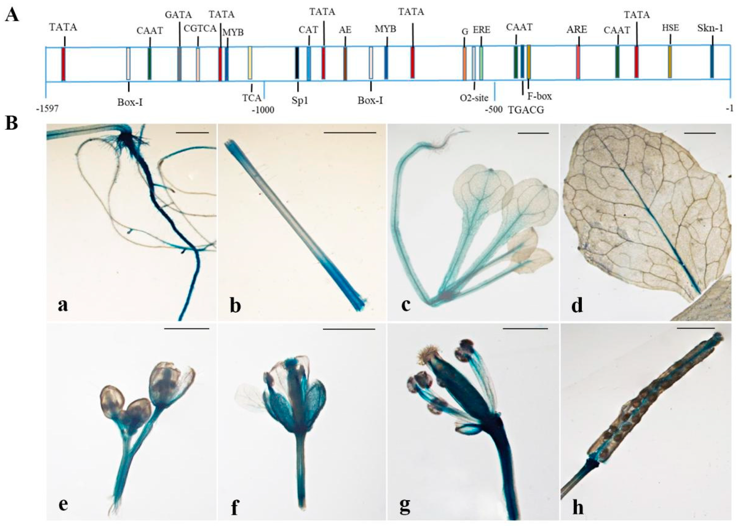Ijms 23 13971 g004 Ijms 23 13971 g004