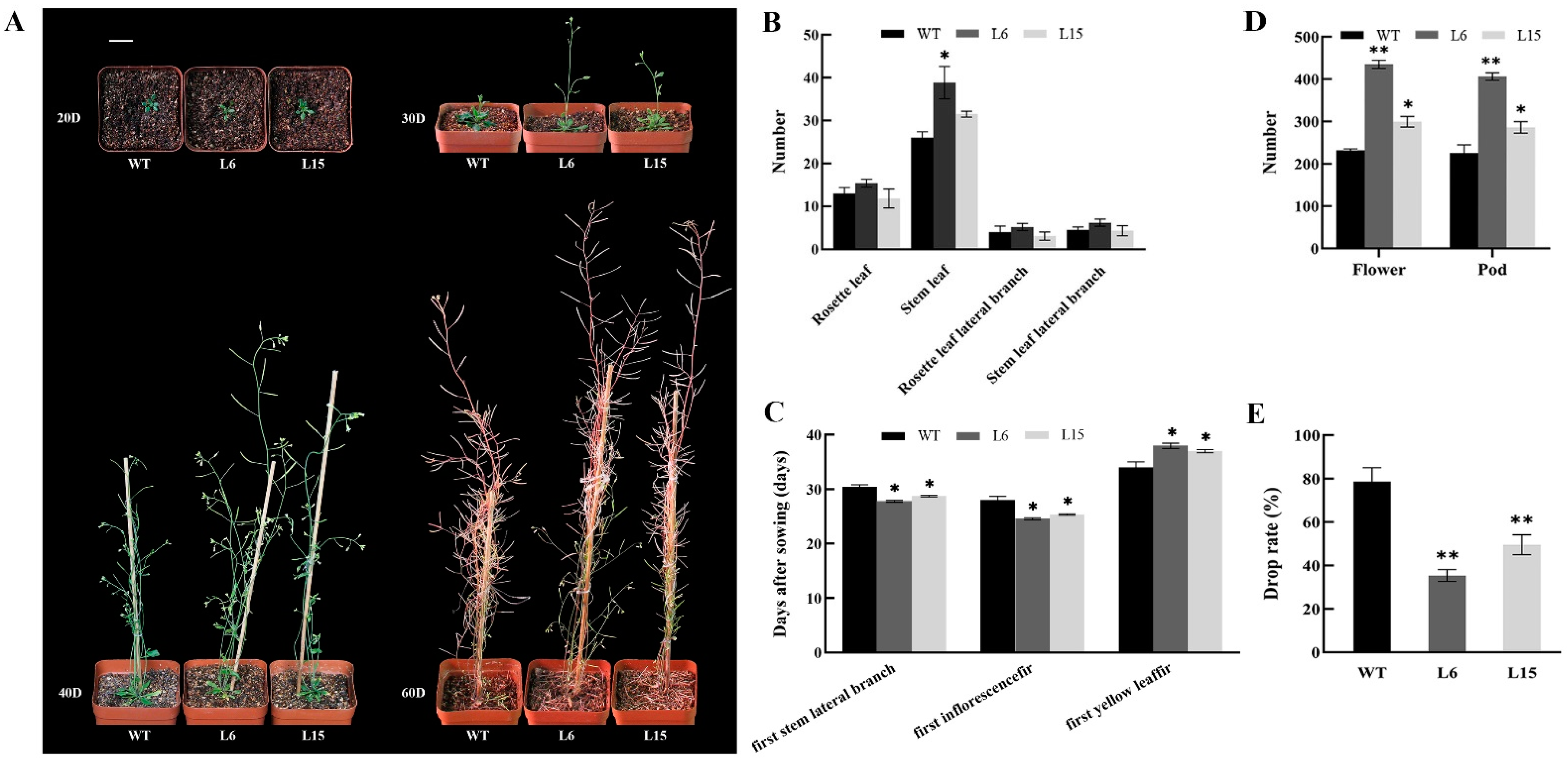 Ijms 23 13971 g006 Ijms 23 13971 g006