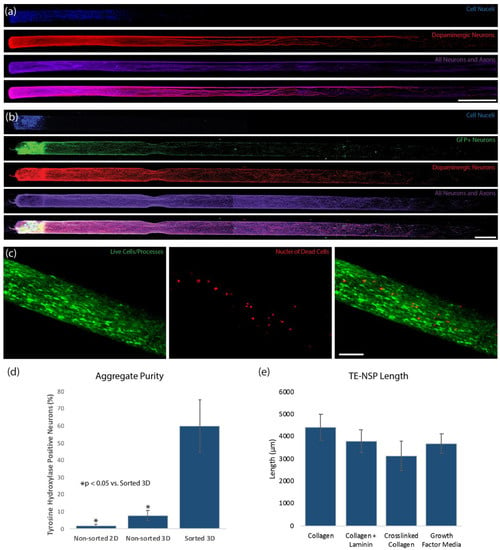 Ijms Free Full Text Axonal Tract Reconstruction Using A Tissue Engineered Nigrostriatal