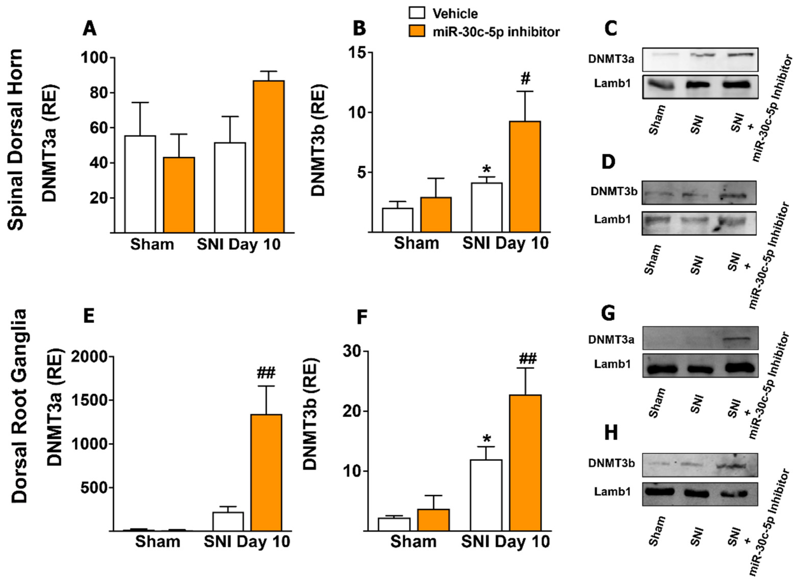 Ijms 23 13994 g002 Ijms 23 13994 g002